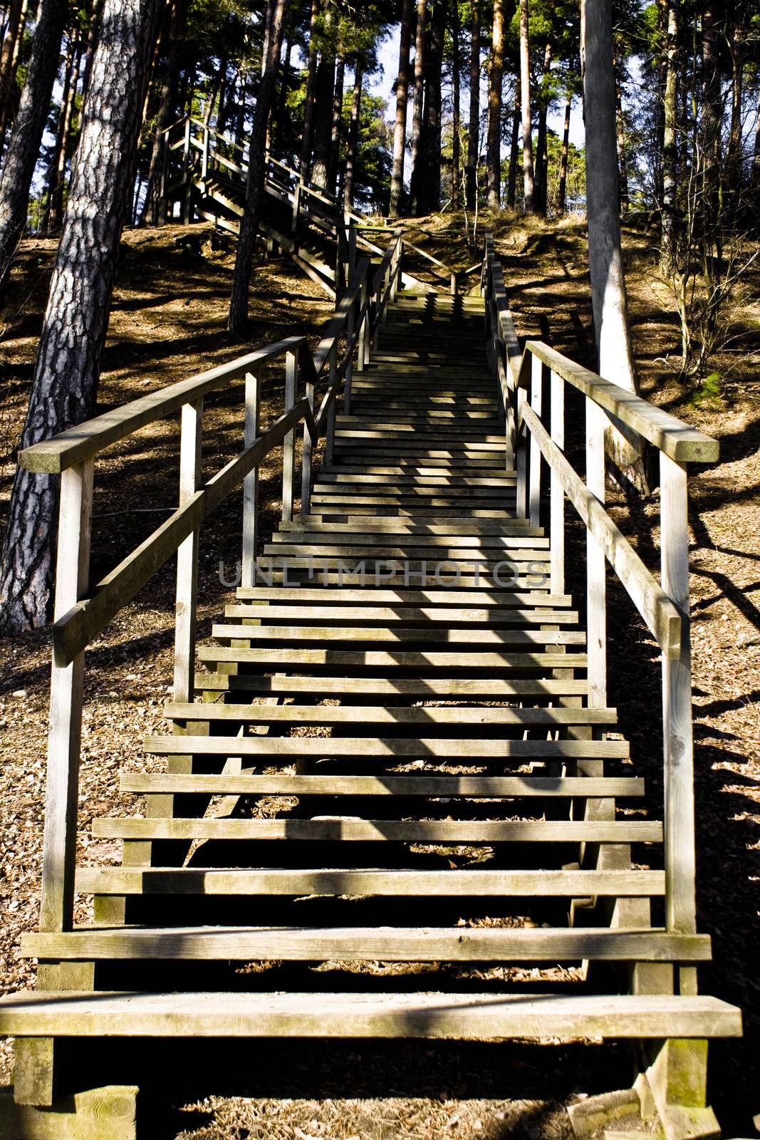 stairs in a forrest