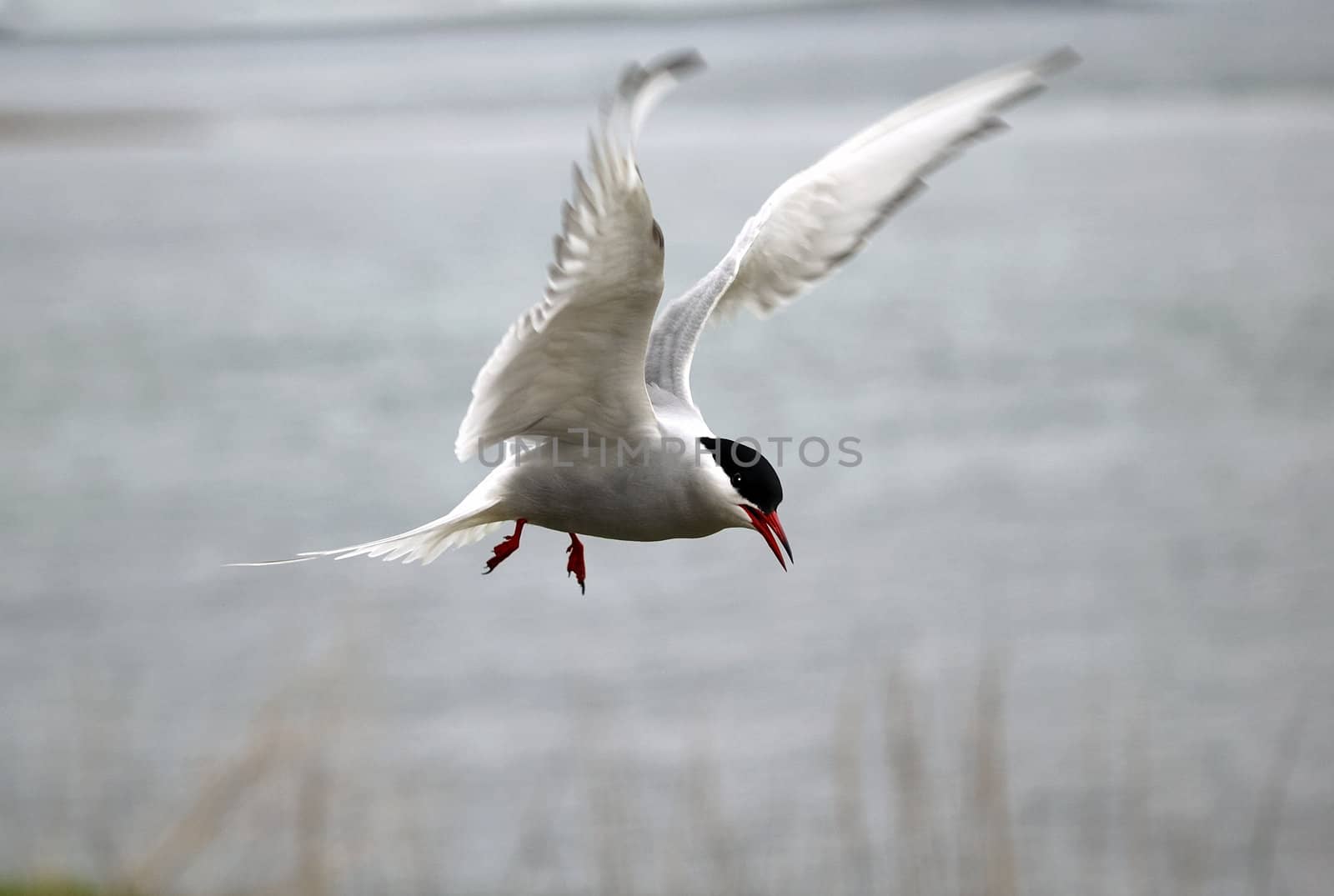 Arctic Tern by Bateleur