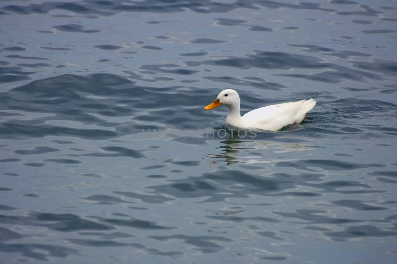 Innocent white duck swimming. by Bateleur