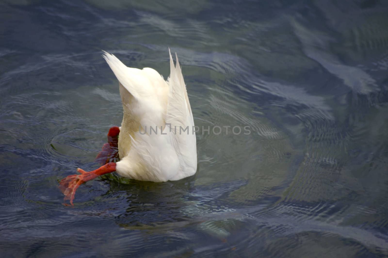 A white duck dabbling for weeds in a lake.