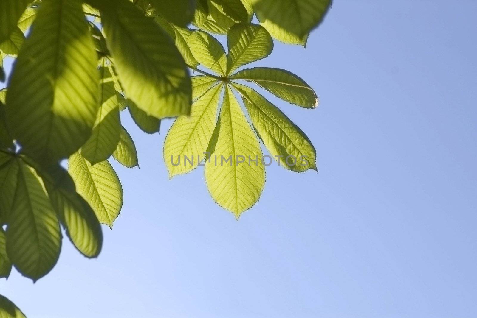 Leaves of a chestnut and blue sky