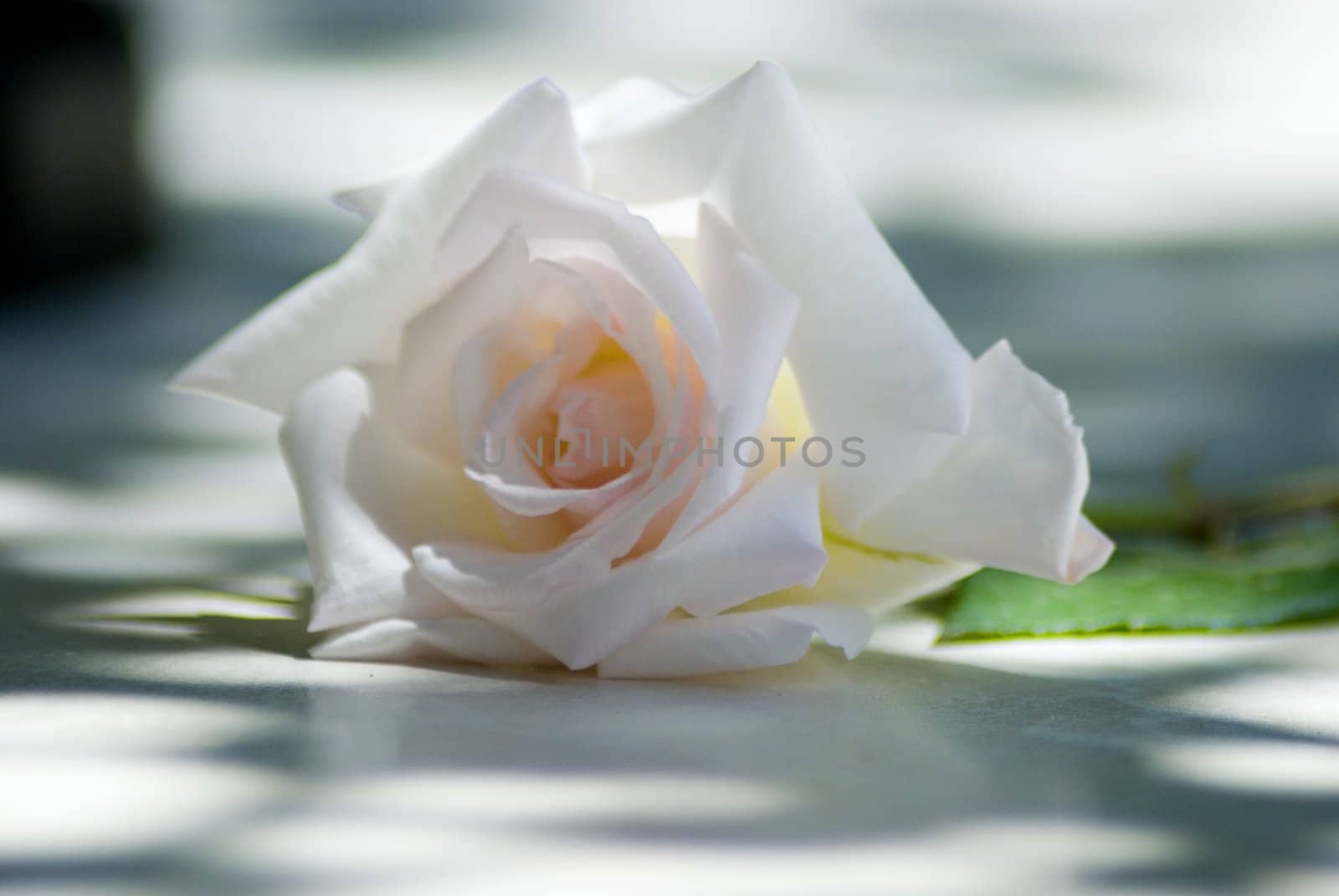 white rose... by candan