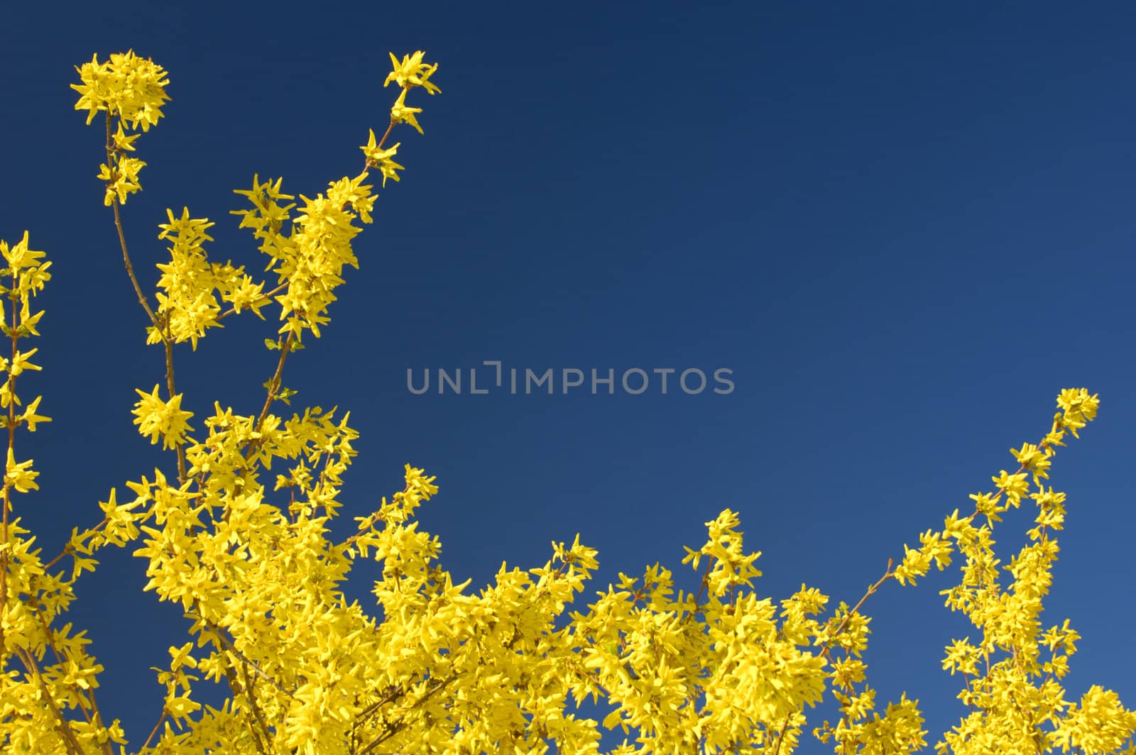 Yellow forsythia in full bloom against a clear blue sky. Stock suitable for background, with space for text against the sky, or as a desktop wallpaper.