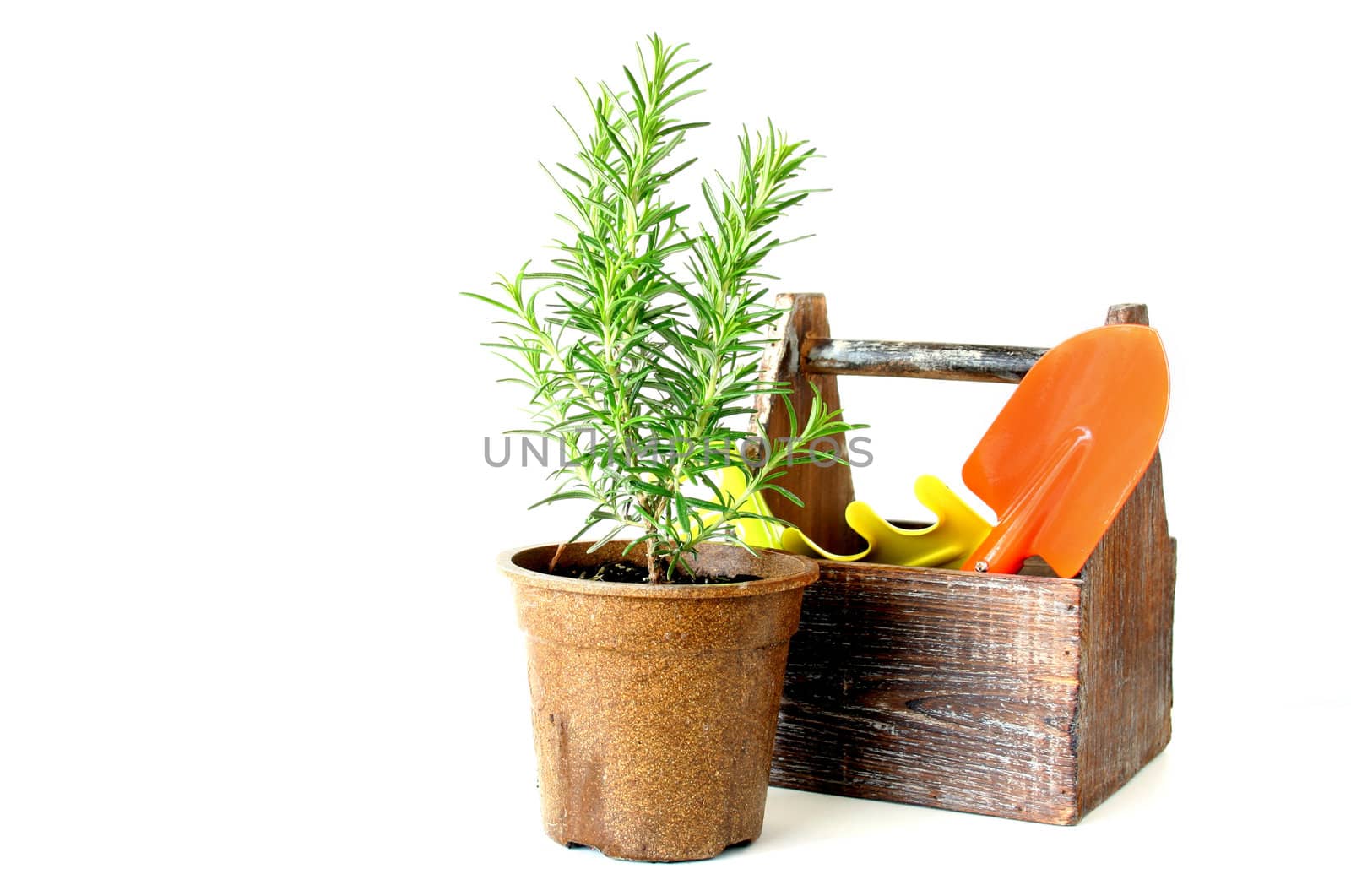 The Herb Rosemary along with garden tools isolated on a white background.