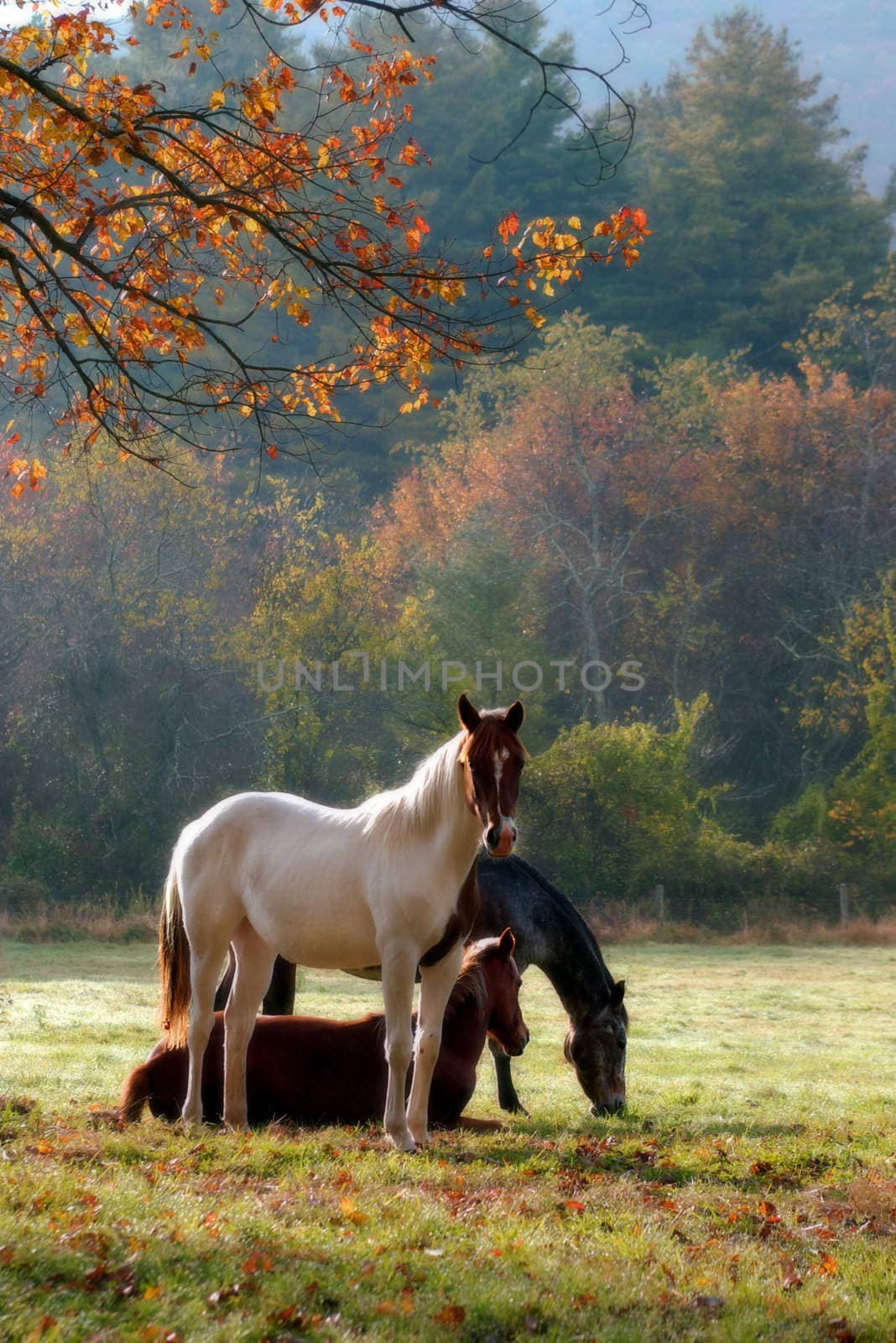  Three horses on a fall day with a mist in the air and a soft focus filter used to enhance the mood.