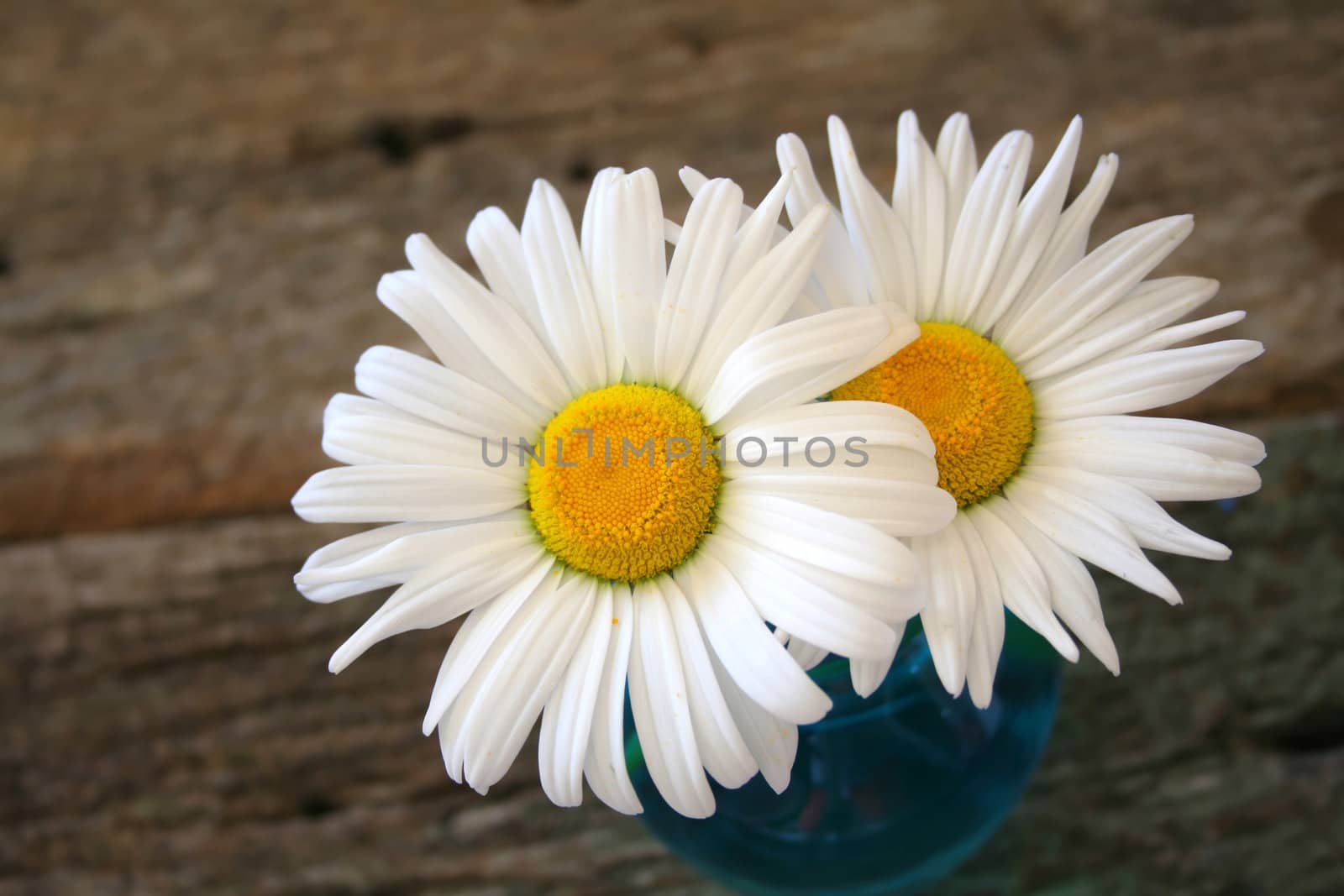 Two daisies in a blue vase with a wood background.