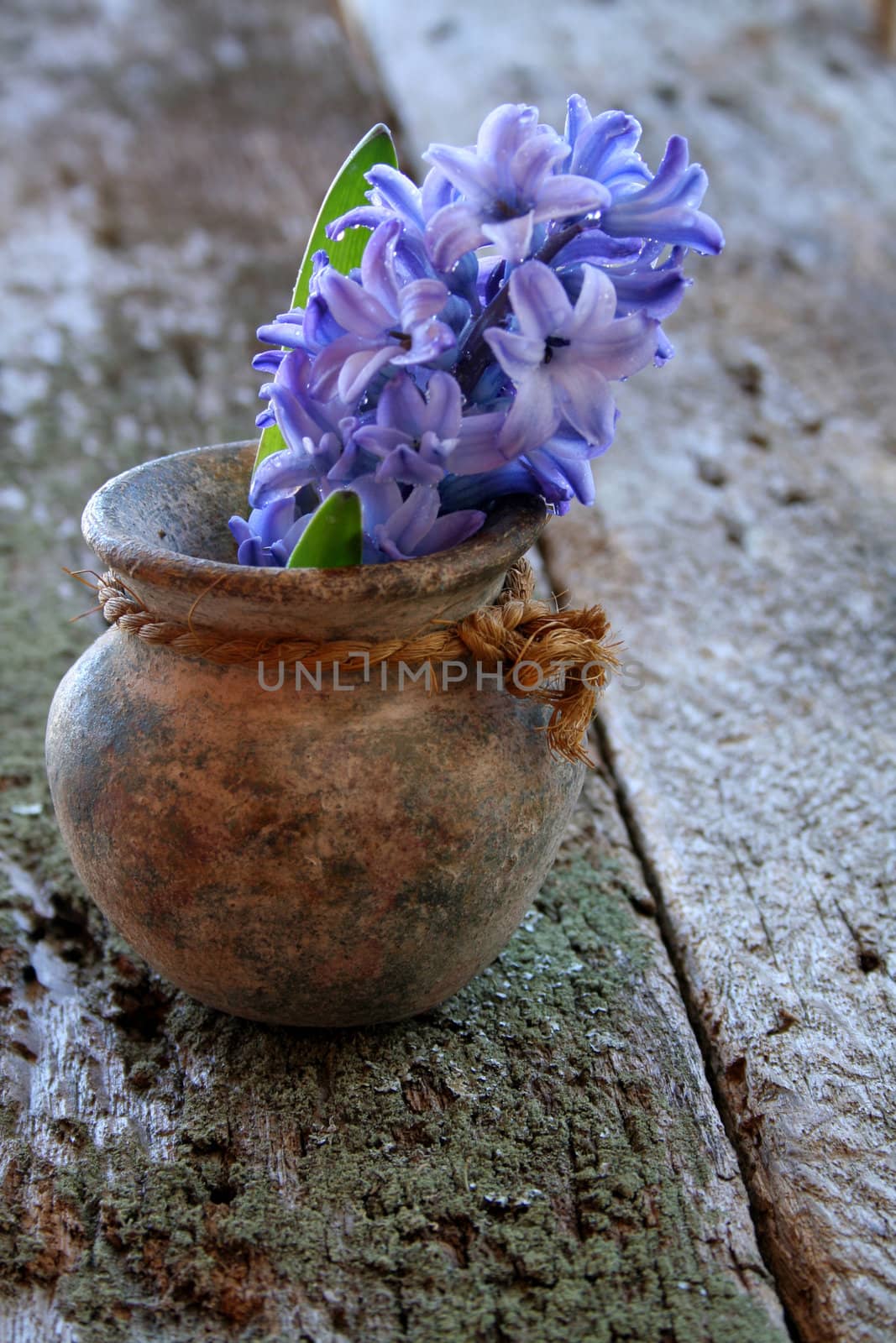Hyacinth in an old clay vase with waterdrops and on a old piece of wood for a rustic look.