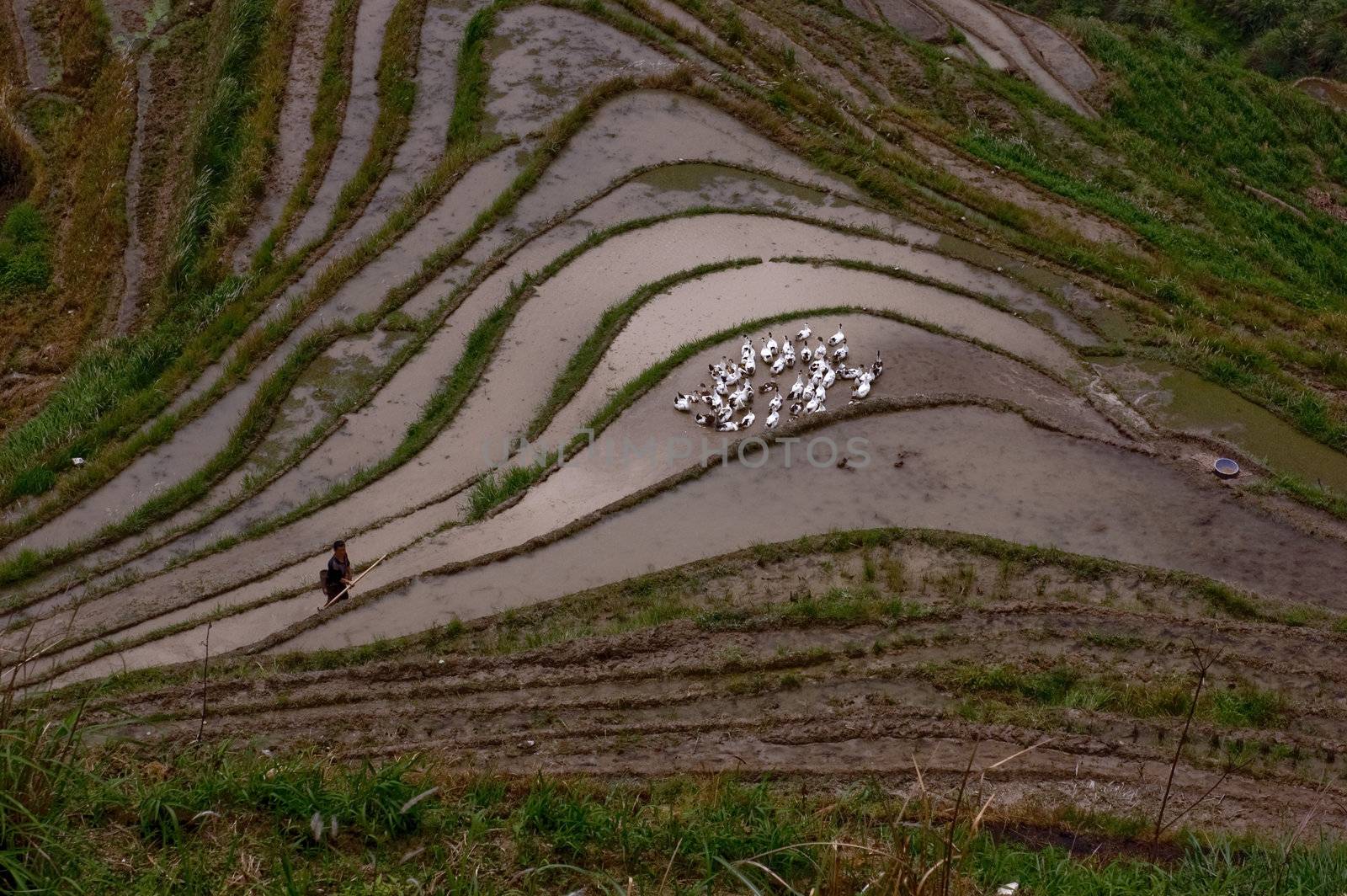 Longji Rice Terraces with geese in Guangxi China
