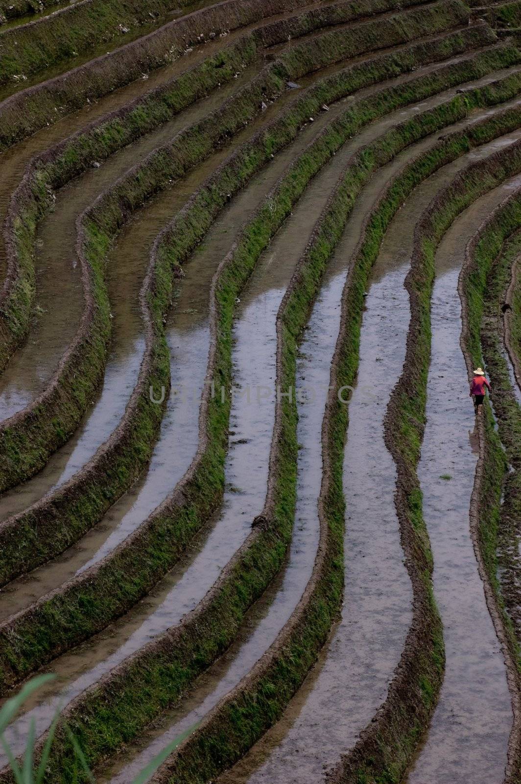 Farmer walking in Longji Rice Terraces in Guangxi China