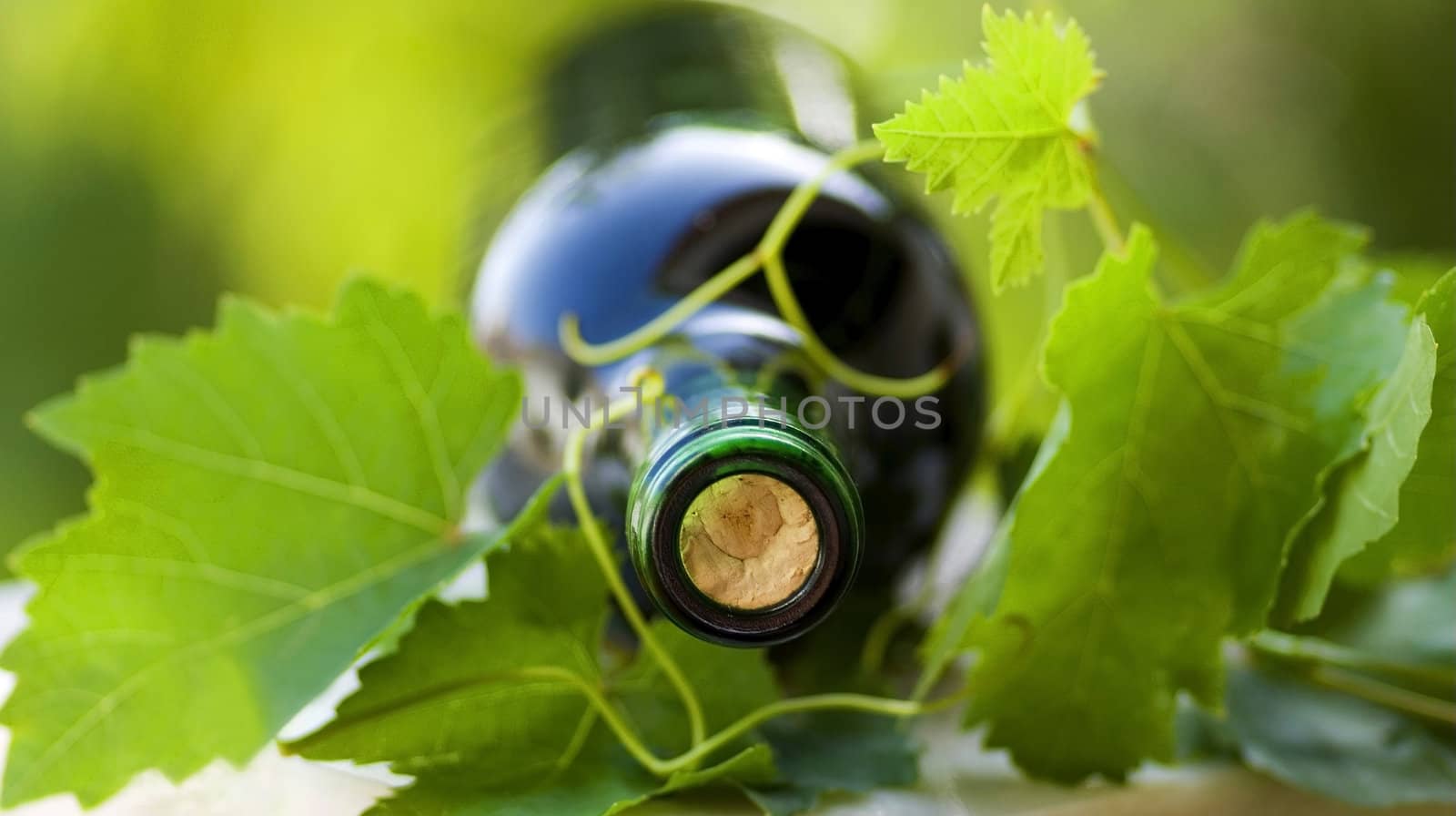Bottle of red wine and green leaves.
