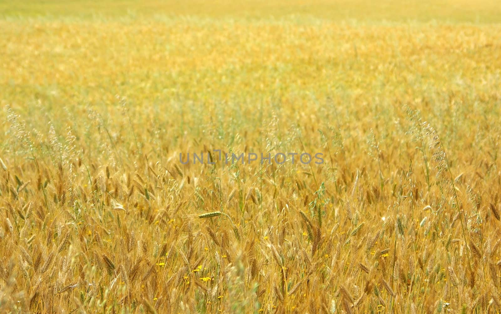 Texture of yellow field with cereal.