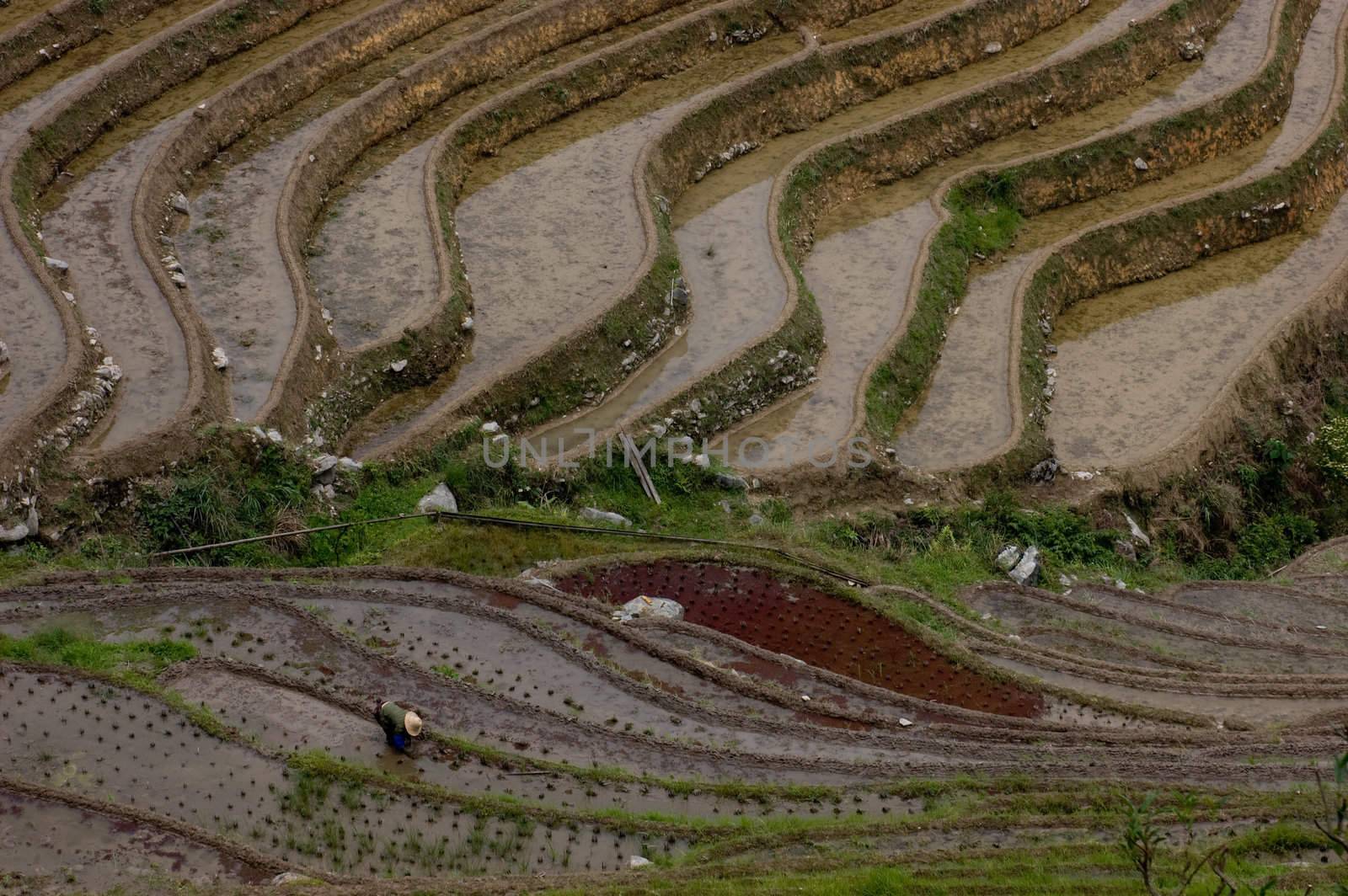 Longji Rice Terraces in Guangxi China
