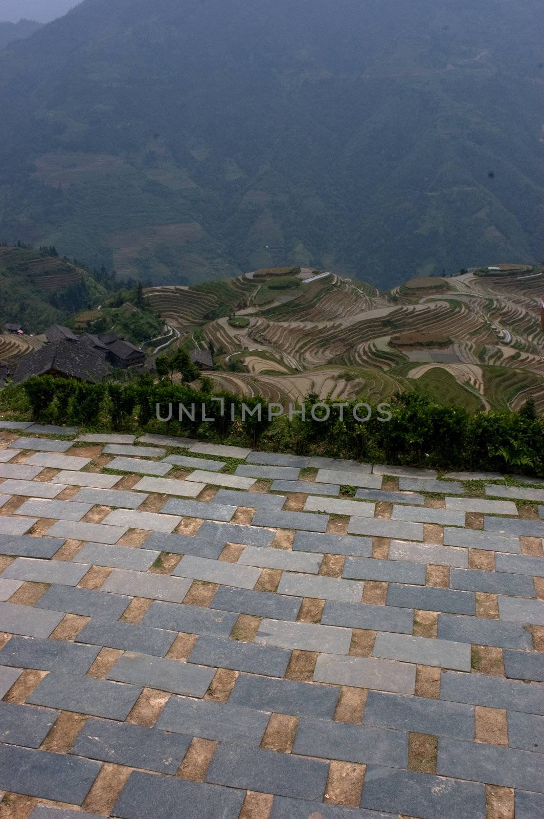 Rice Fields by studioreddot