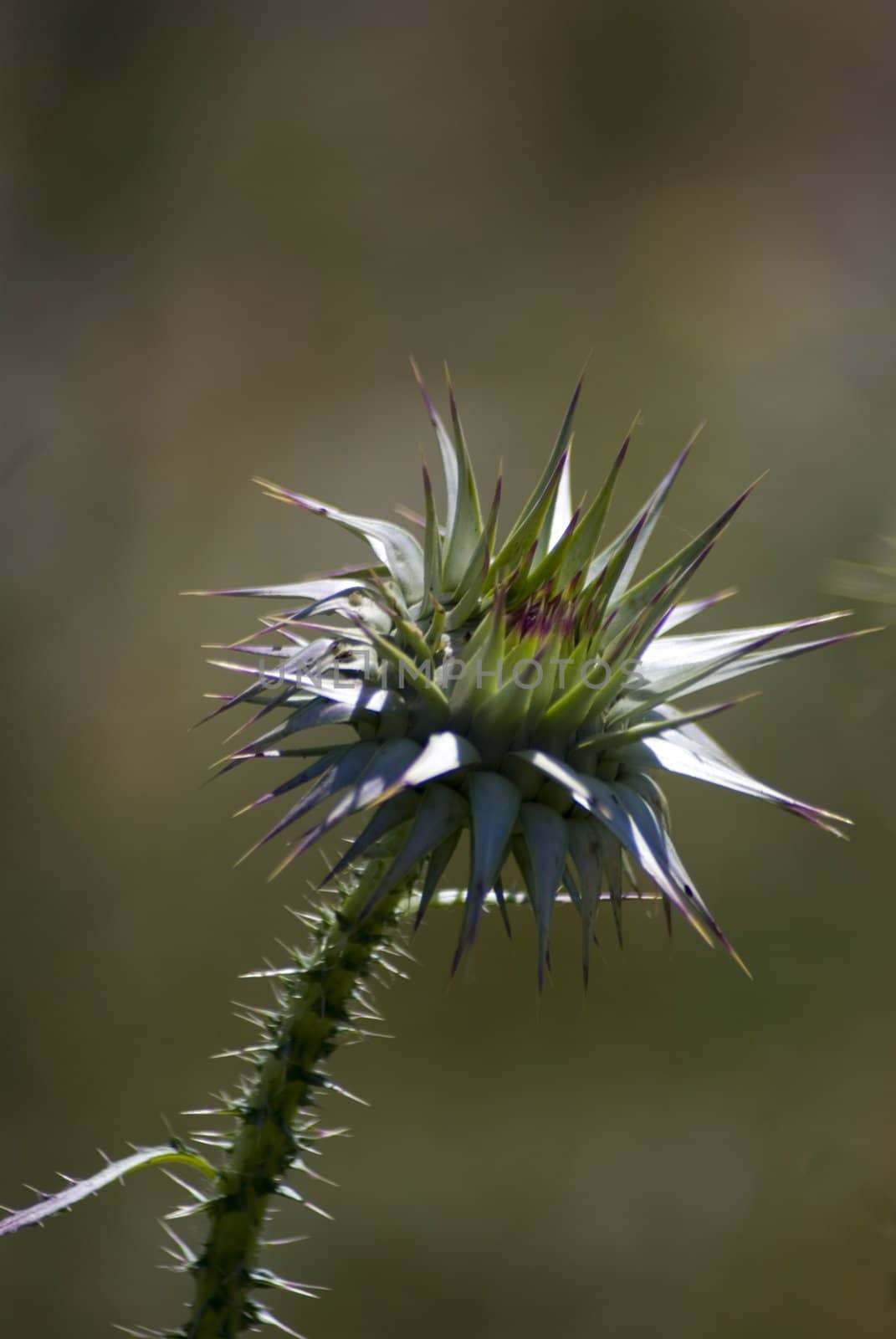 Thorn Flower Thistle Close up by candan