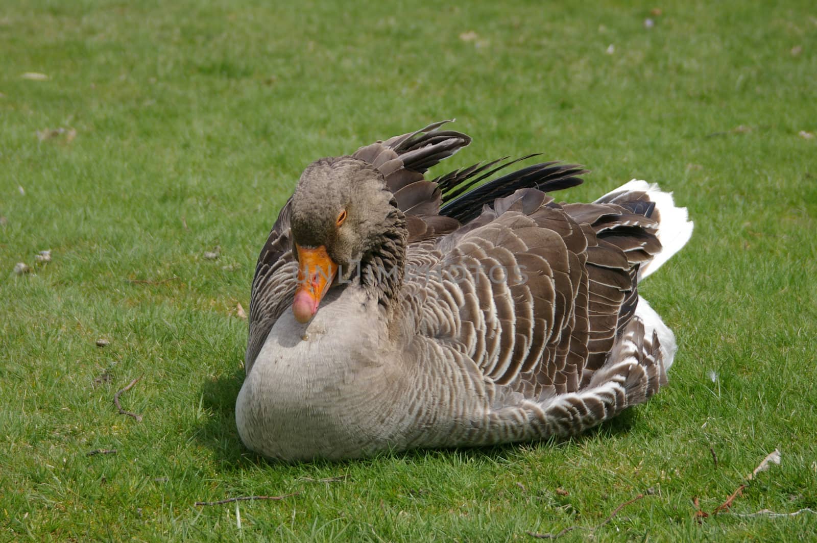 Sleeping Grayleg Goose by thomasw