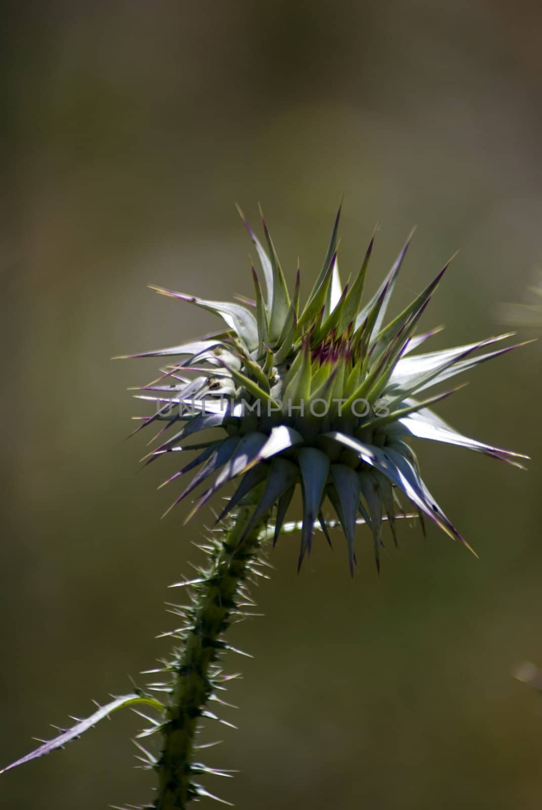 Thorn Flower Thistle Close up with blurred background