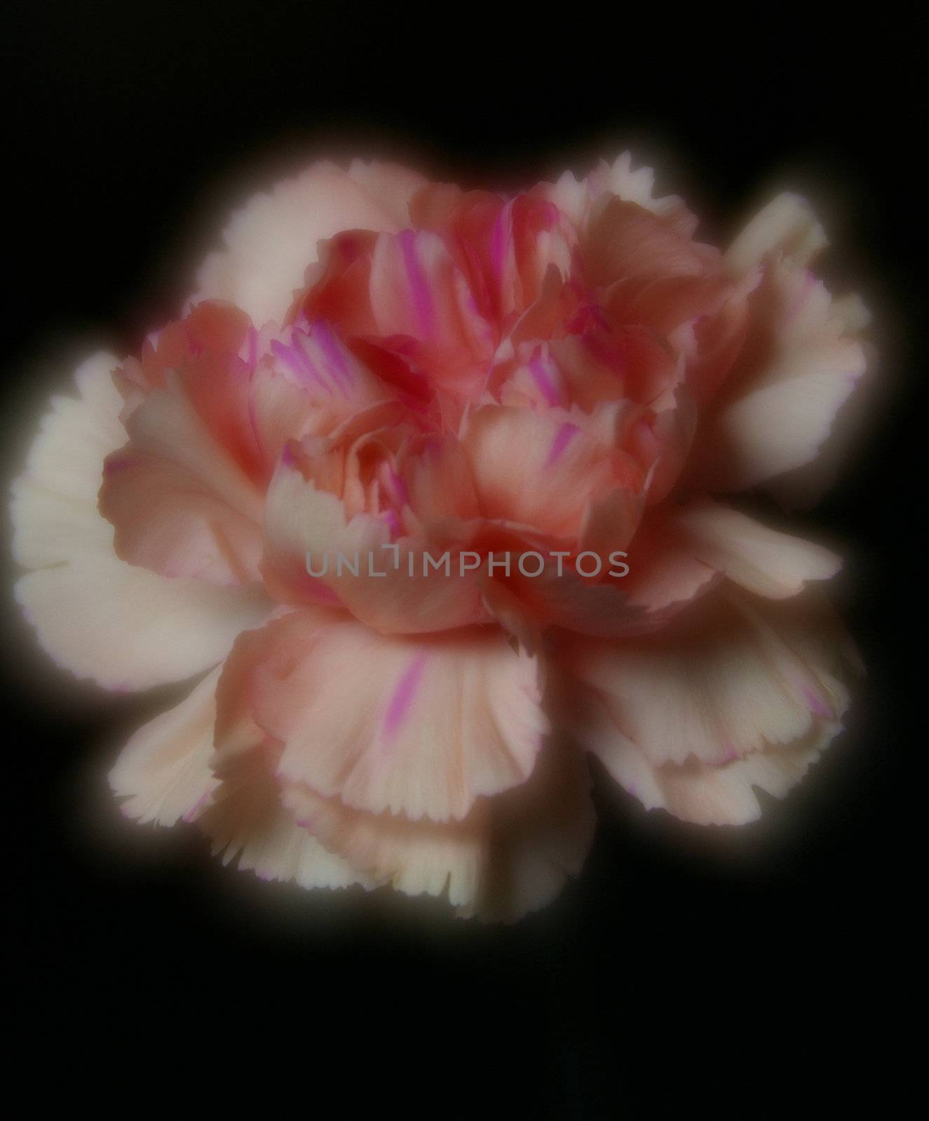 A pink and white carnation on a black ground, a soft focus image.