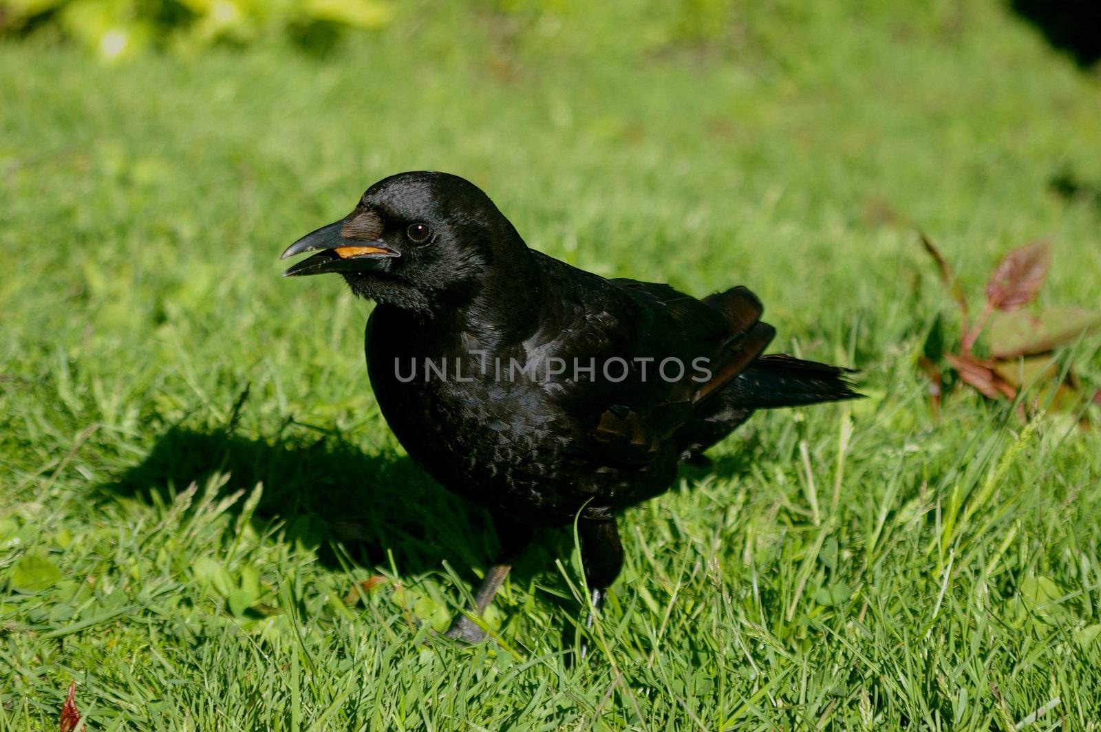 A crow having some lunch in the grass.