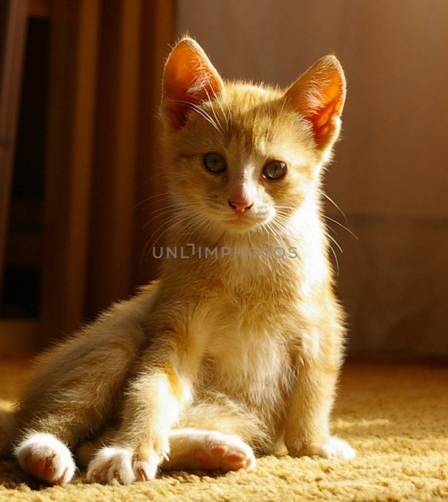 A close up of a yellow kitten.