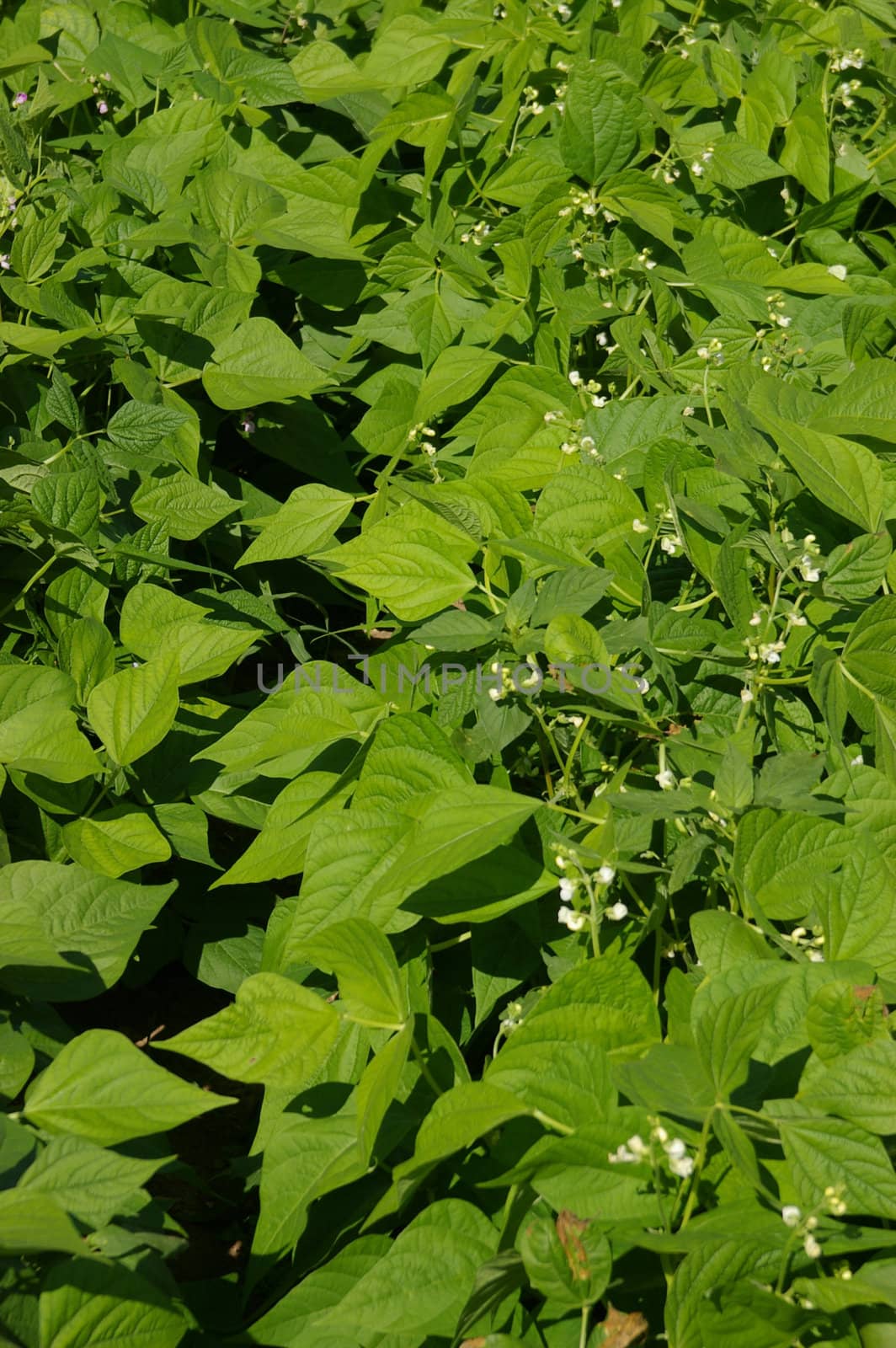 Green Beans by thomasw