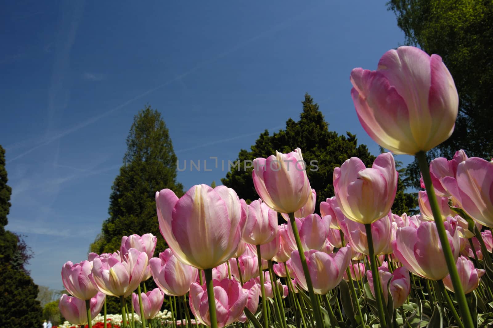 Tulips thrust their flowers high into a blue sky, streaked with vapour trails from passing airliners. Two small figures are just visible at the bottom L. Space for text in the sky.