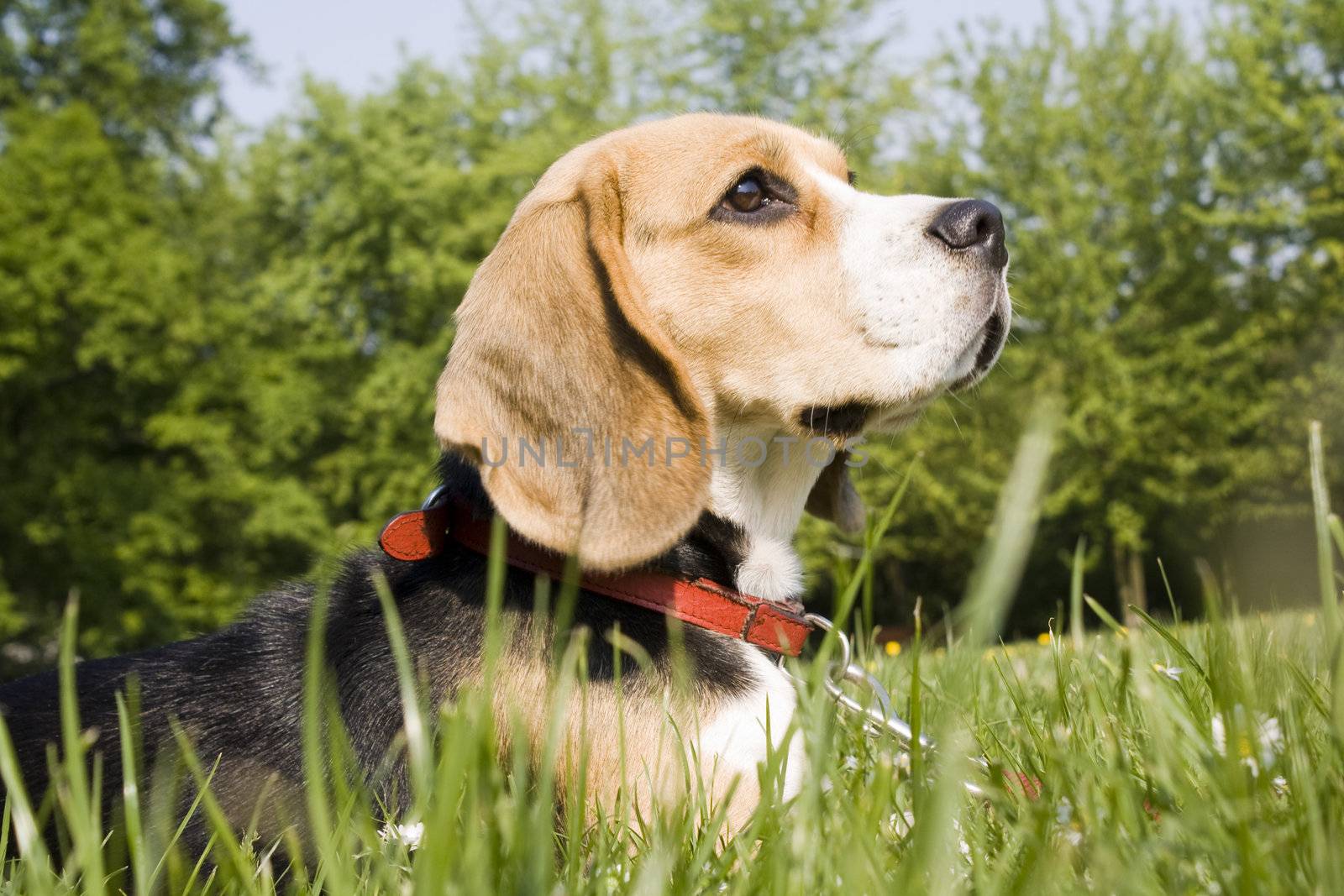 beagle playing on green grass