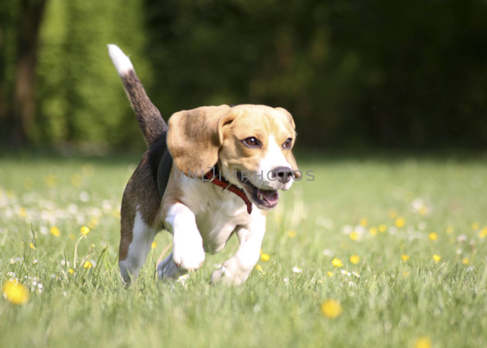 beagle playing on green grass