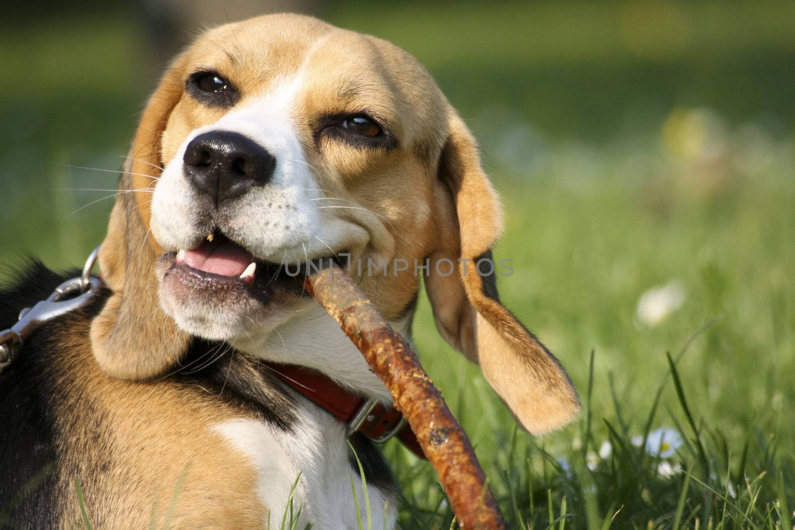 beagle playing on green grass