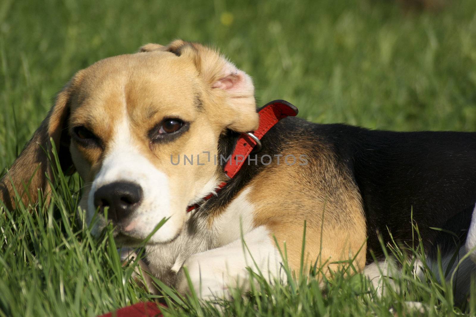 beagle playing on green grass