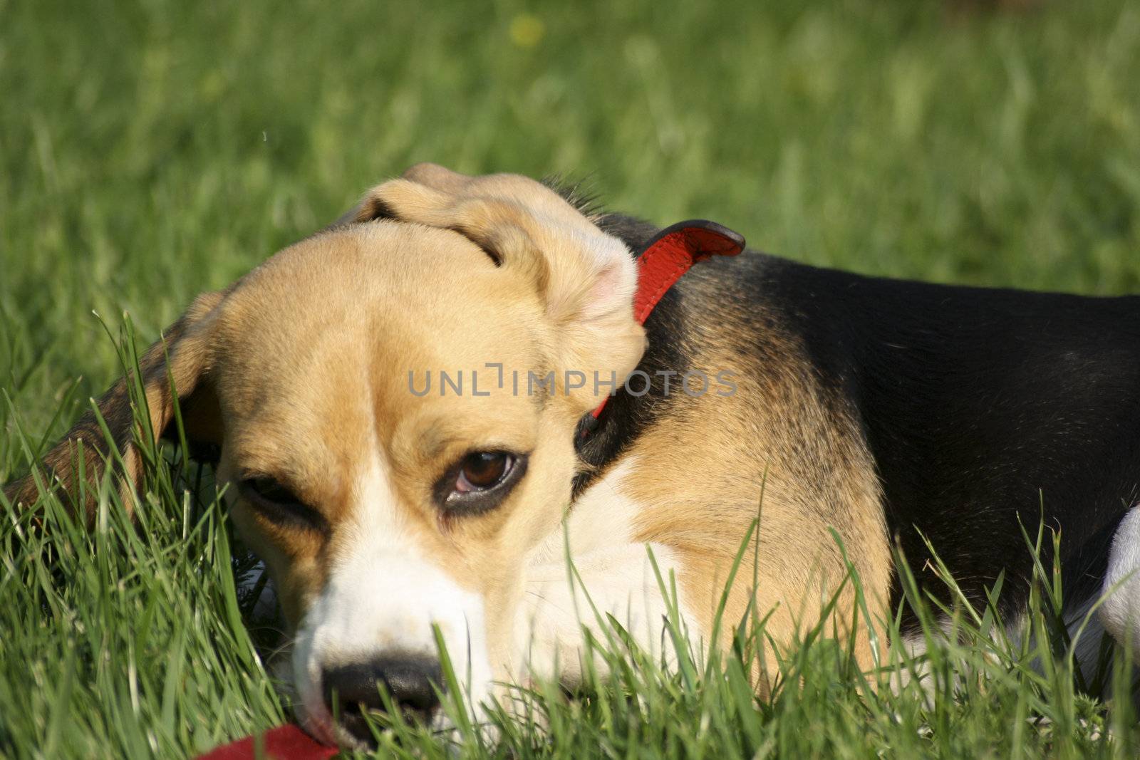 beagle playing on green grass