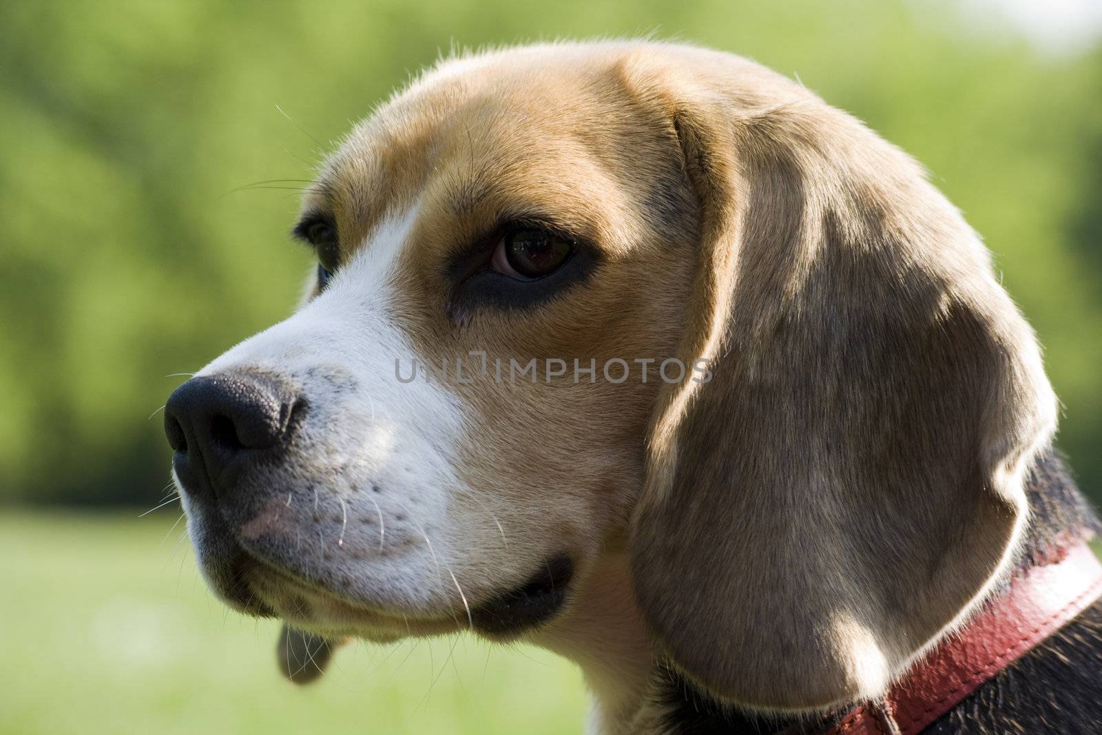 beagle playing on green grass