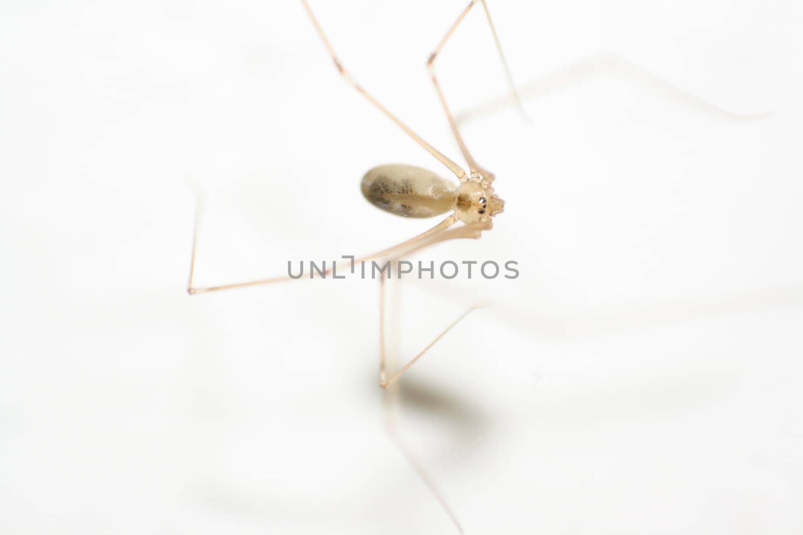 harvestman with white background