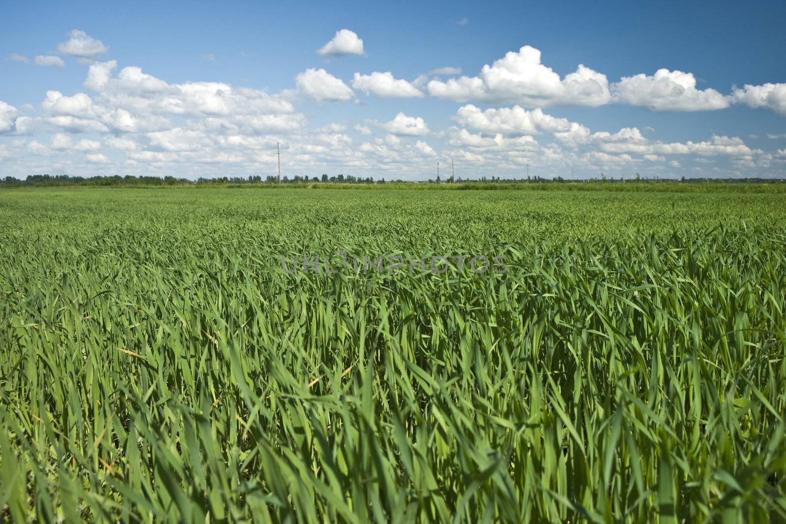 Field of green crop and blue sky with white clouds 