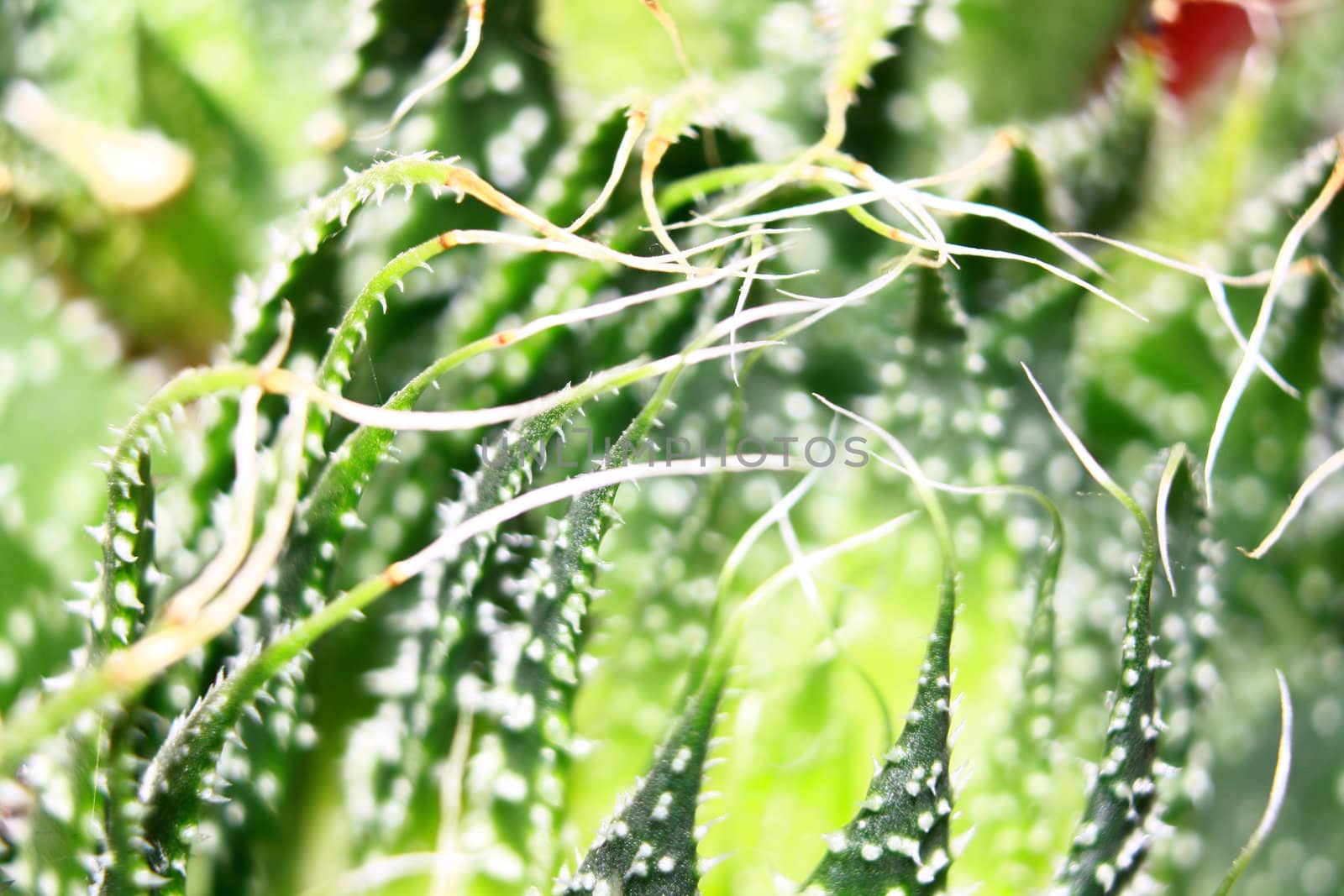 close-up of a succulent