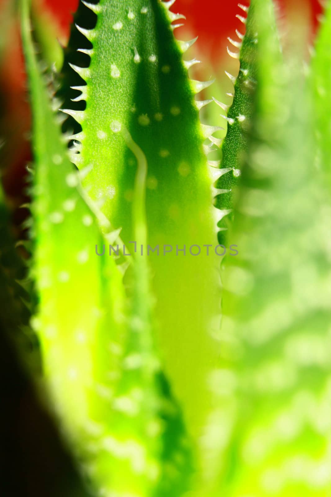 close-up of a succulent