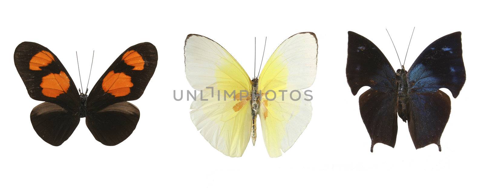 Colorful butterflies by Erdosain