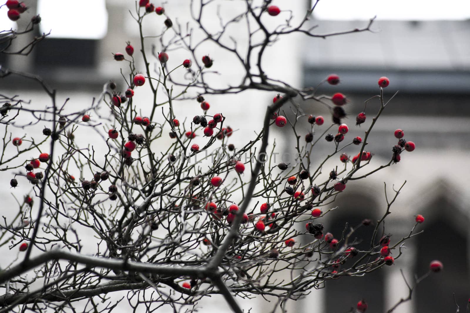 rosehips in front of a church