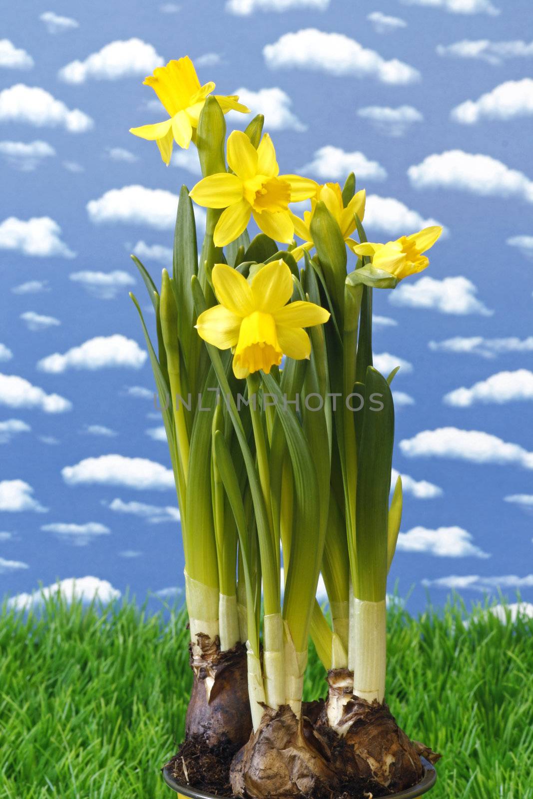 Close-up of daffodils on grass over blue background