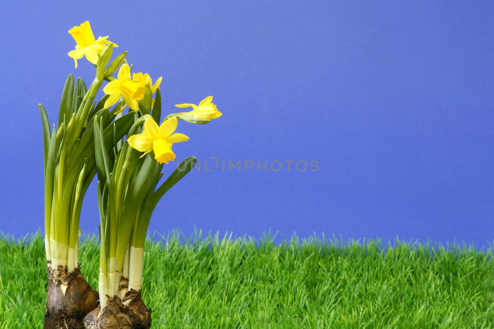 Close-up of daffodils on grass over blue background