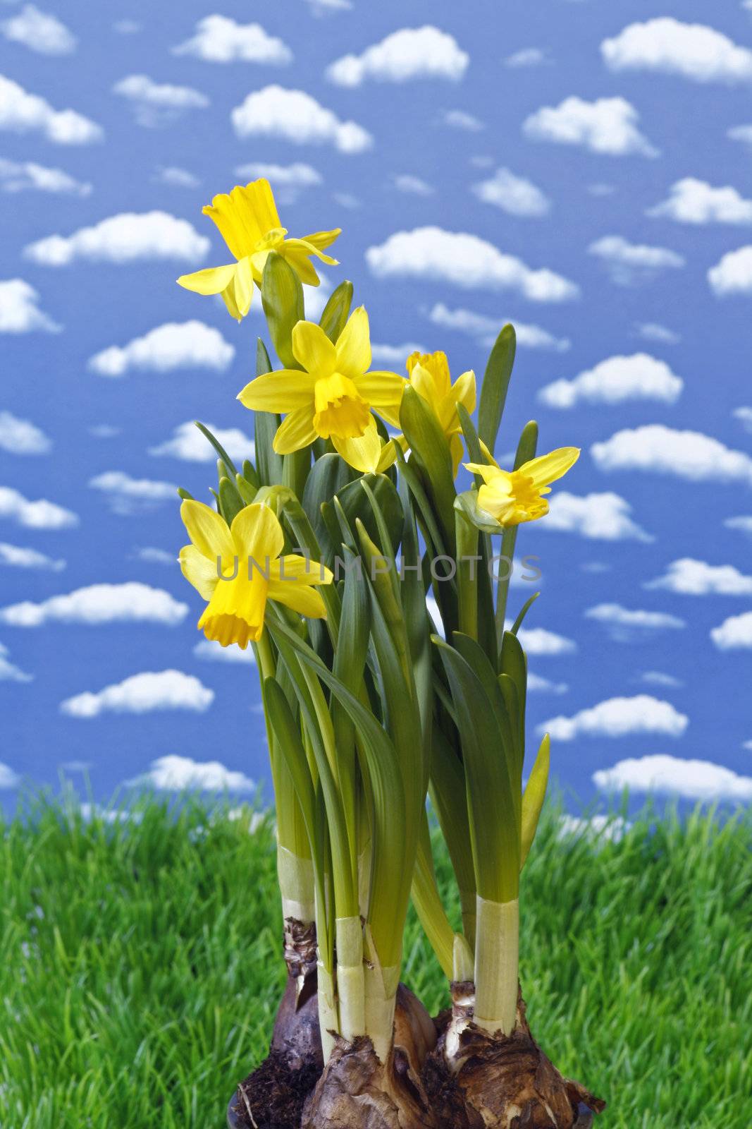 Daffodil by Teamarbeit