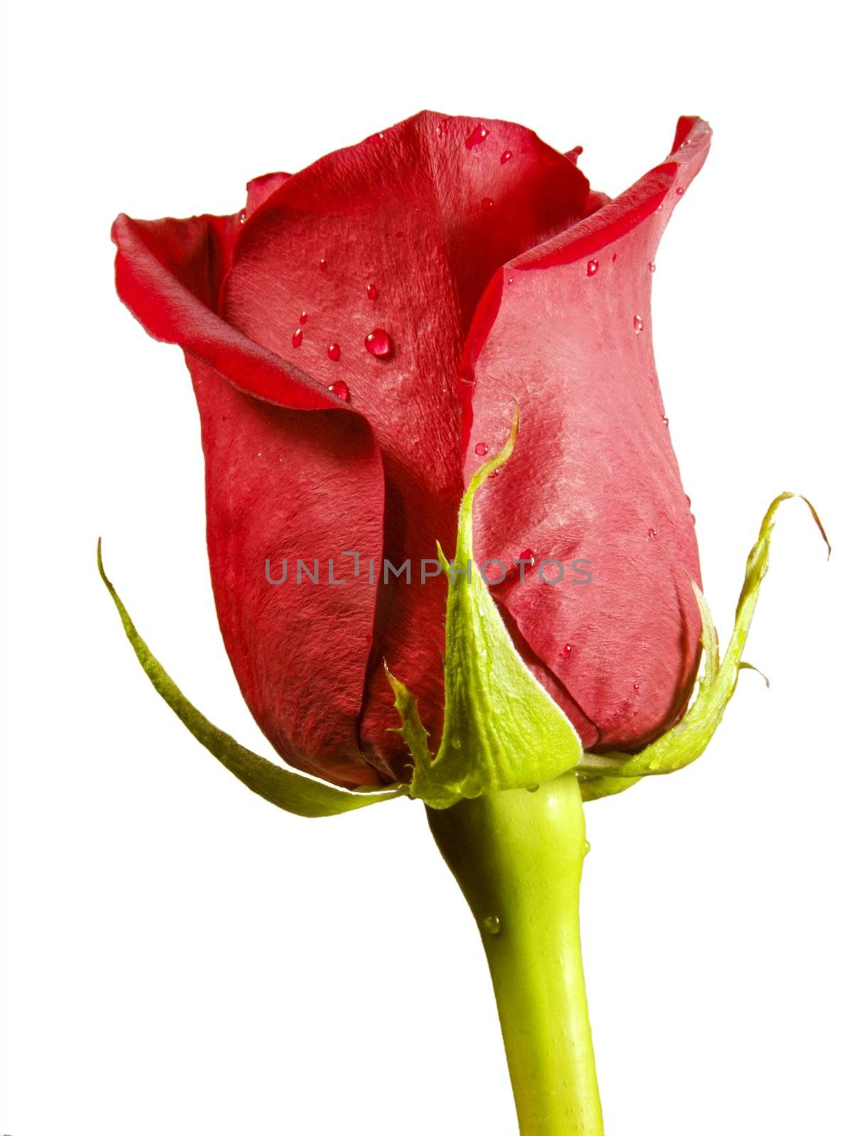 Close-up of a red rose blossom - isolated on white background