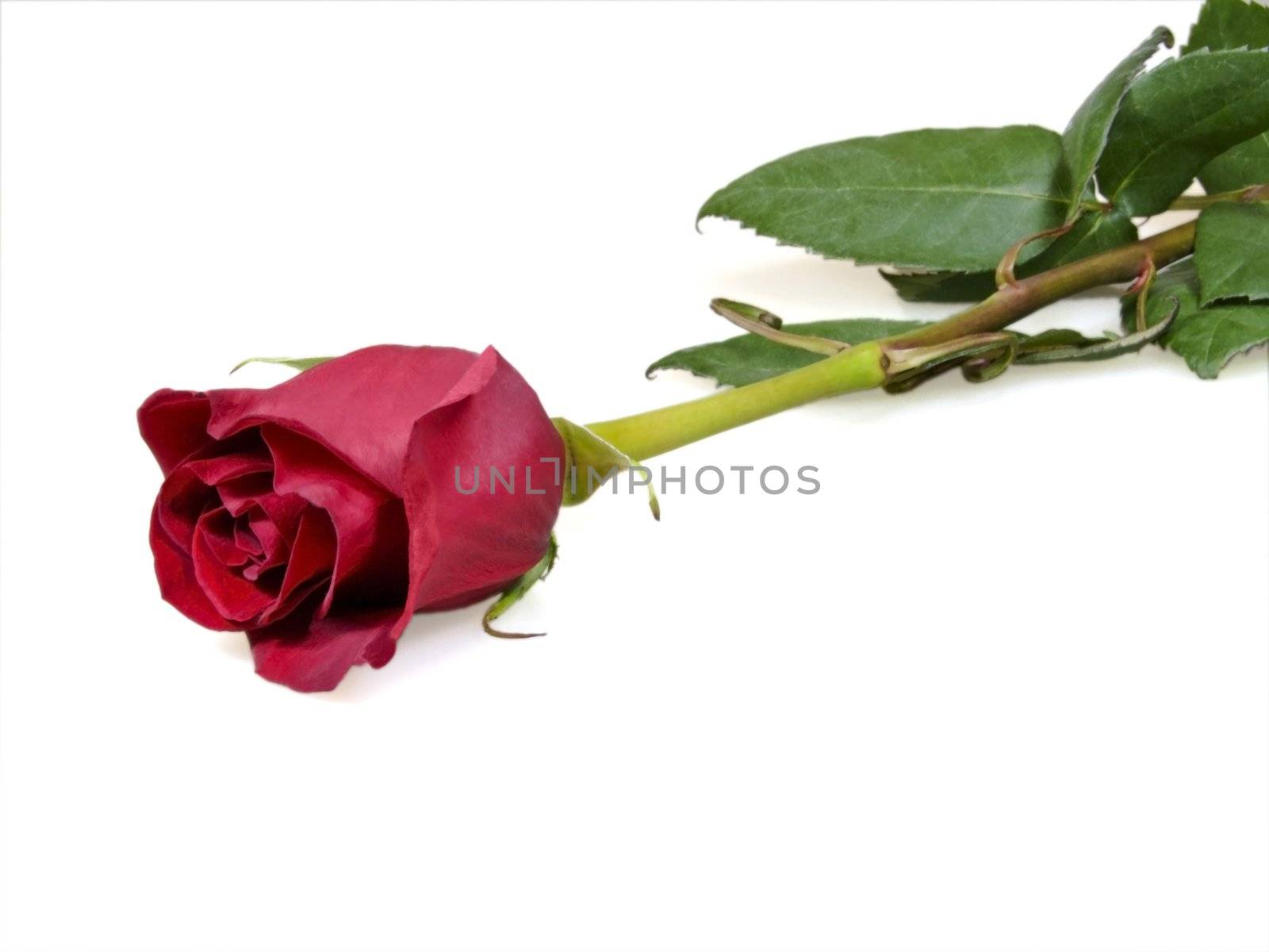 Lying red rose with leaves - isolated on white background