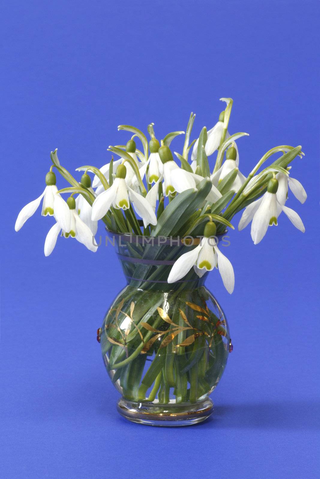 Close-up of snowdrops over blue background