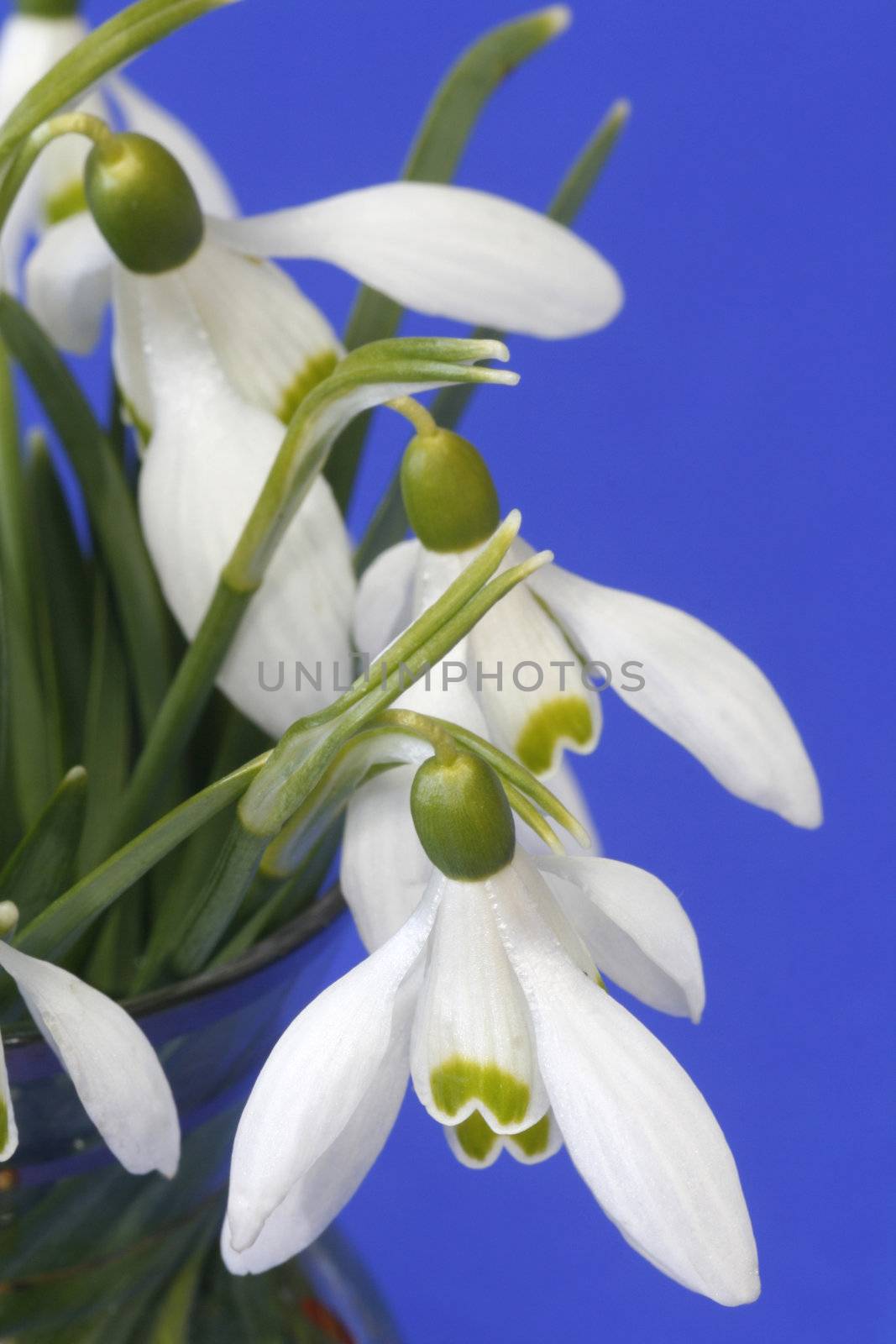 Close-up of snowdrops over blue background