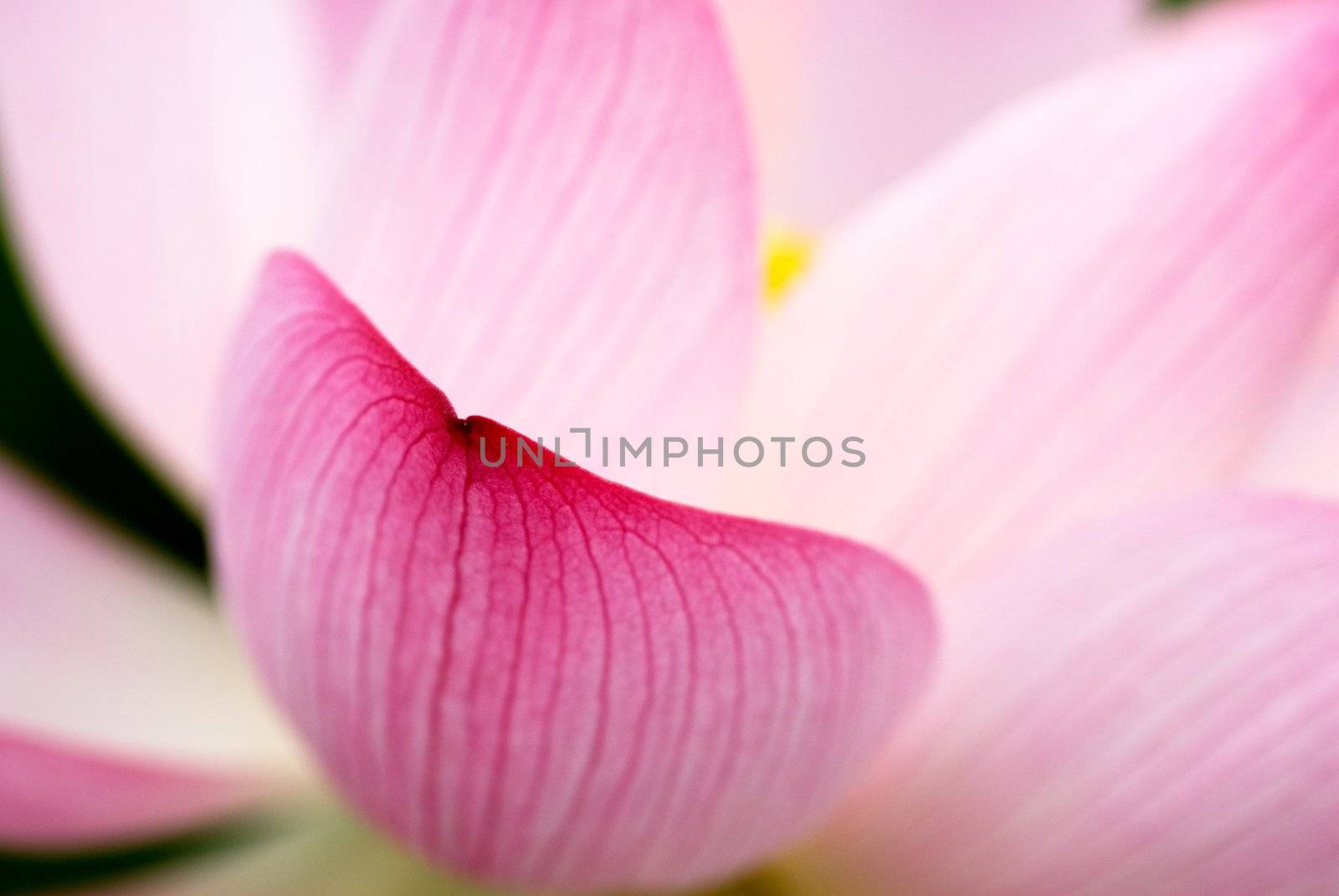 beautiful lotus leaf by elwynn