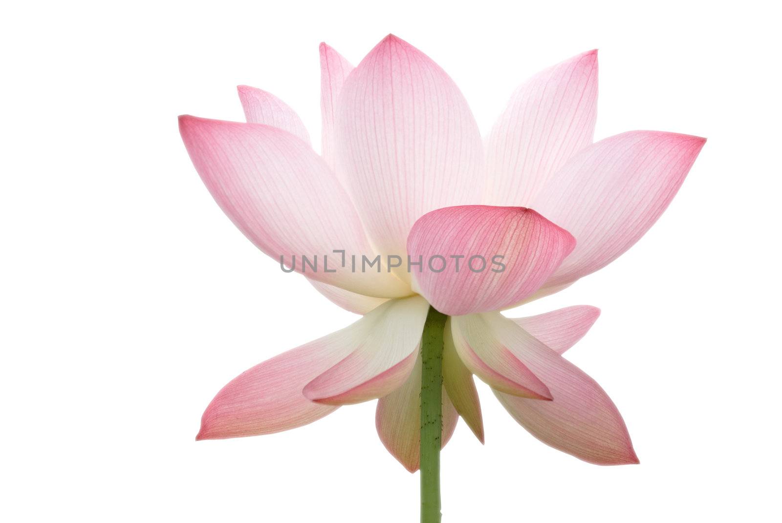 beautiful isolate lotus by elwynn