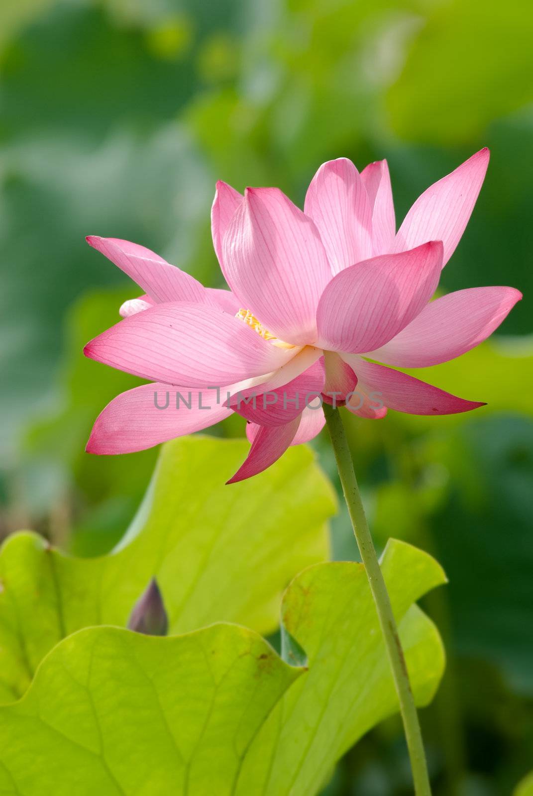 It is the beautiful lotus flower photo.