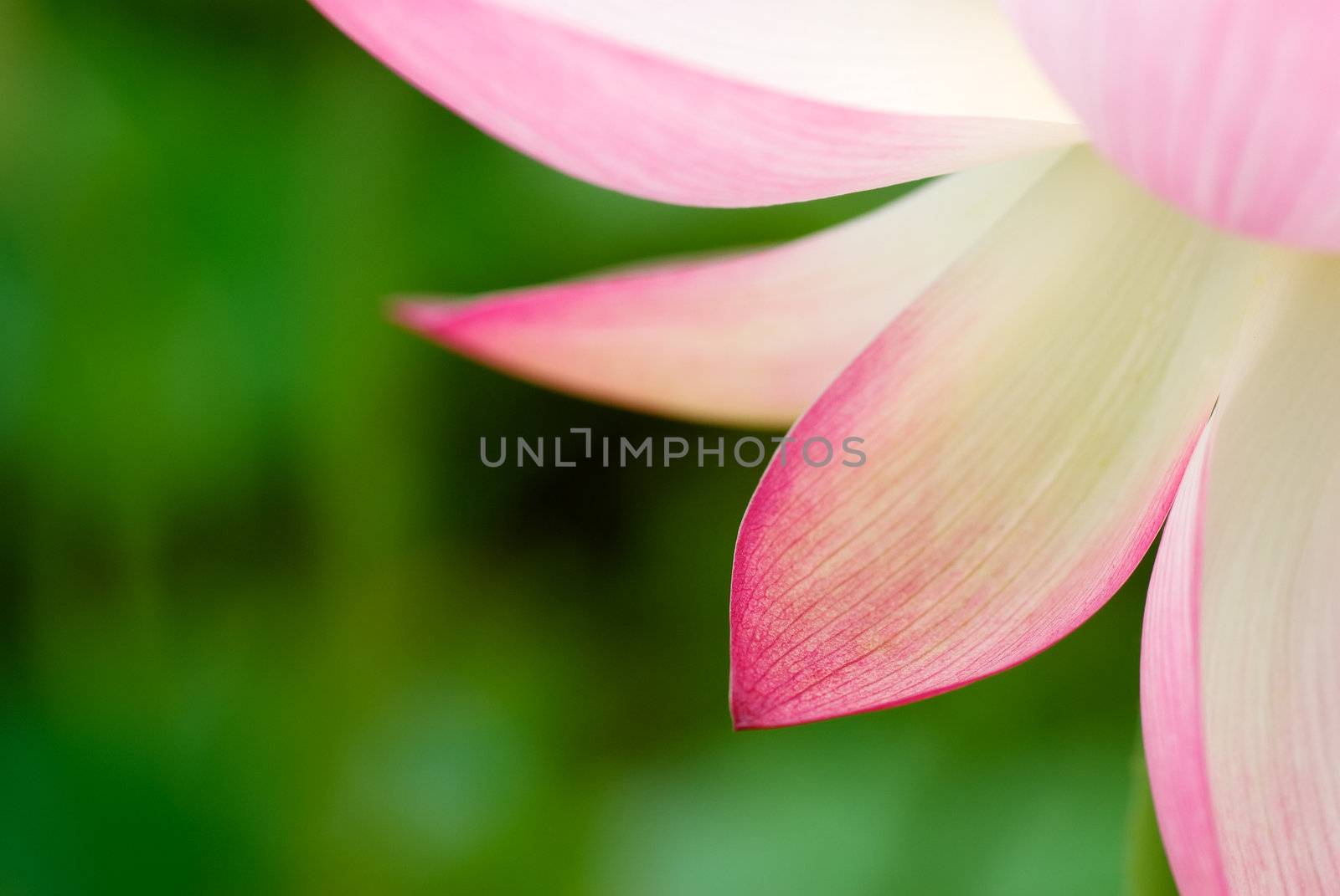 It is the beautiful lotus flower photo.