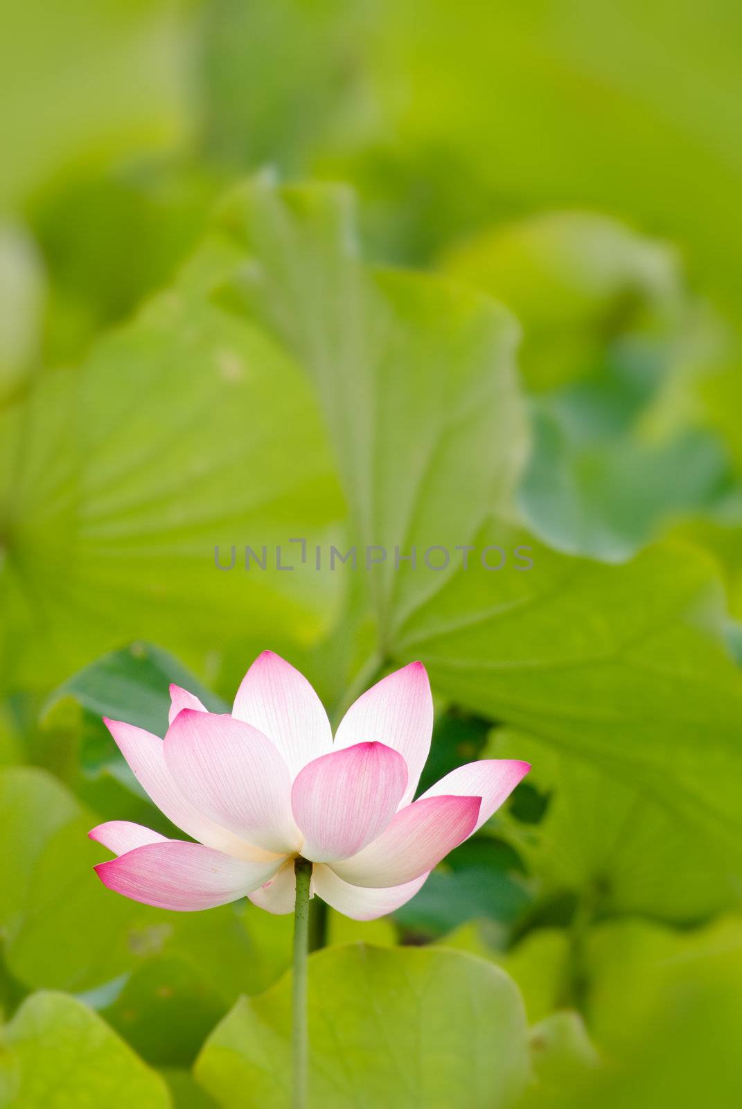 It is the beautiful lotus flower photo.