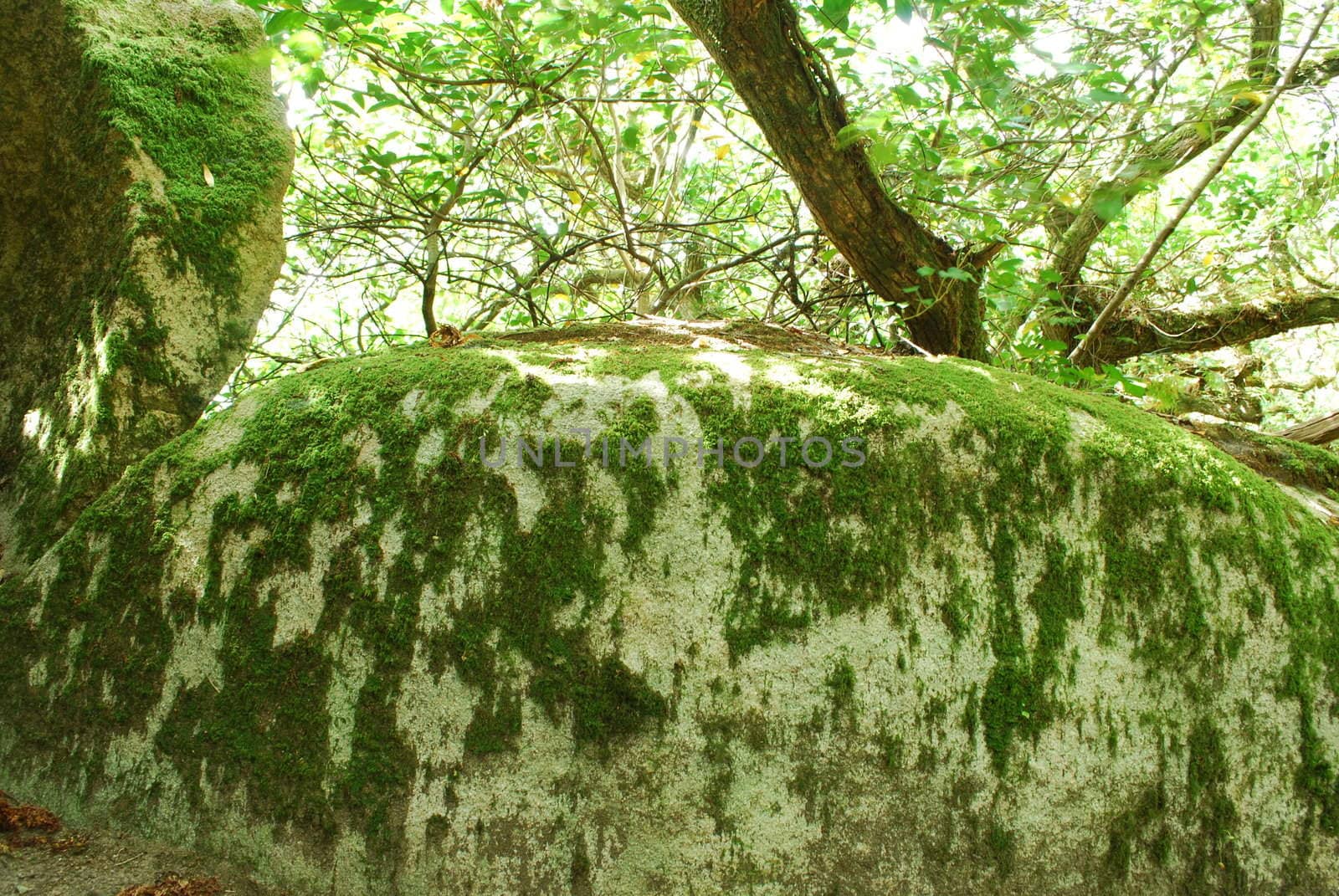 Bright scene with mossy stones in the jungle by luissantos84